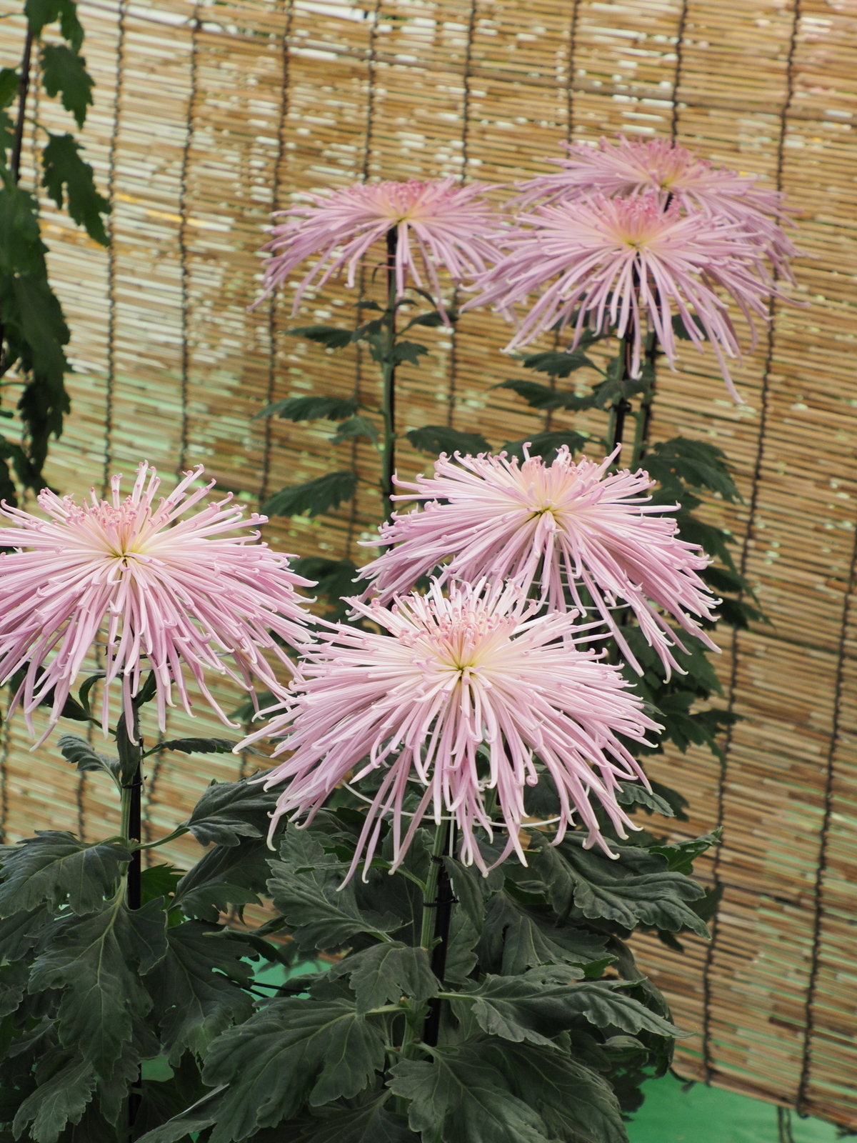 f:id:k10no3:20201103102558j:plain