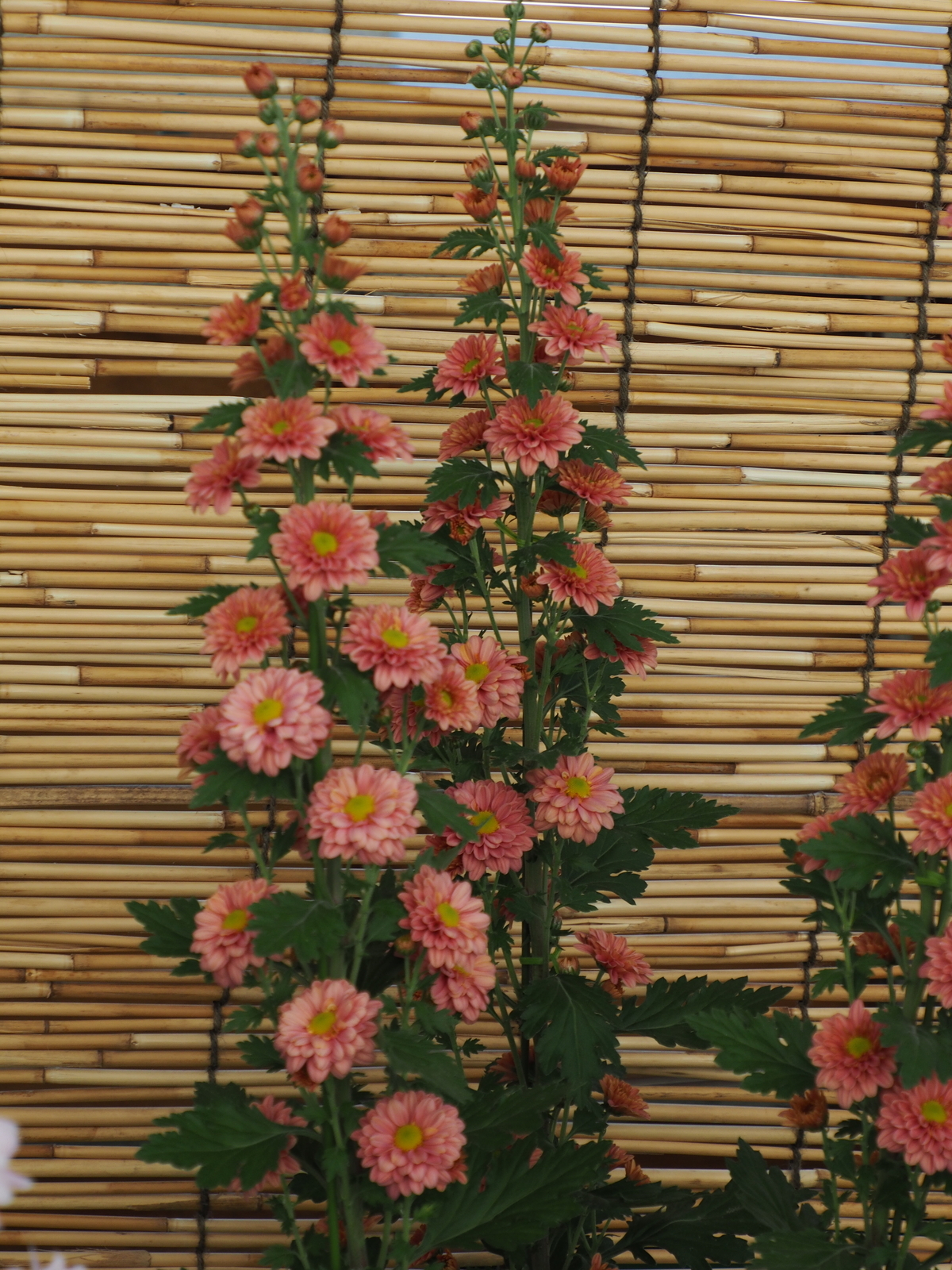 f:id:k10no3:20201103102611j:plain