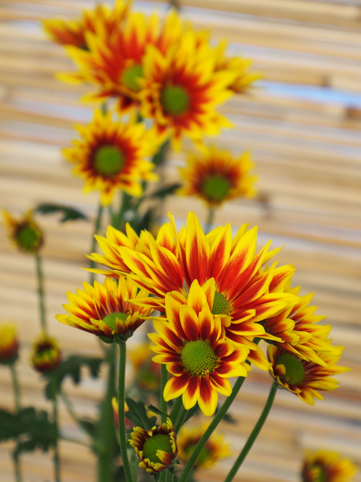 f:id:k10no3:20201103102633j:plain