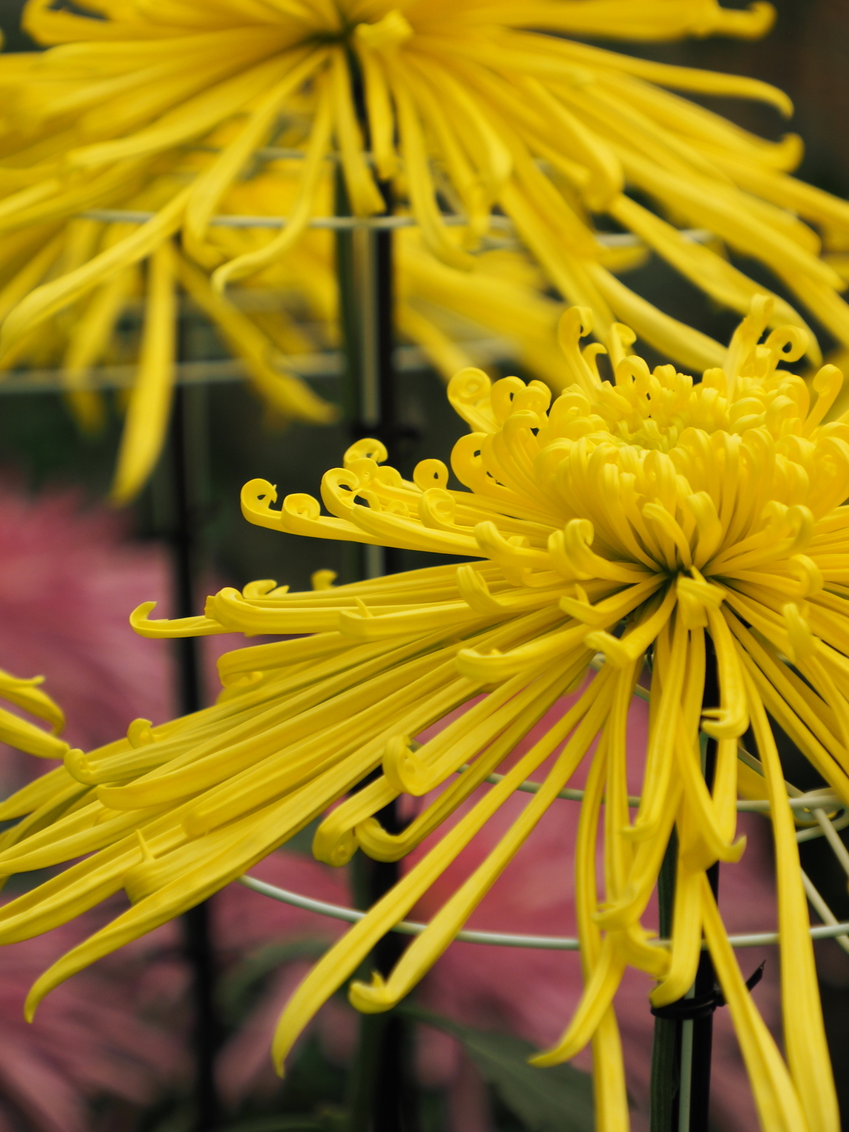 f:id:k10no3:20201103103018j:plain