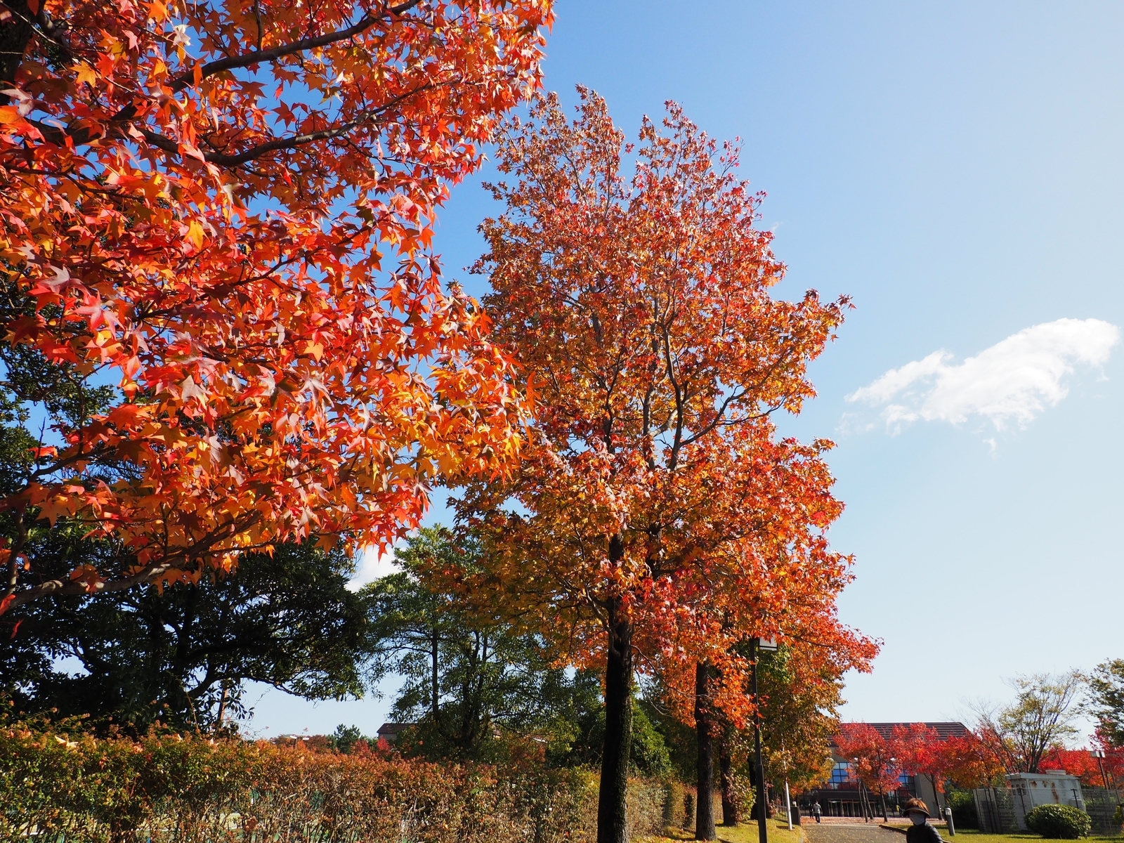 f:id:k10no3:20201103103427j:plain