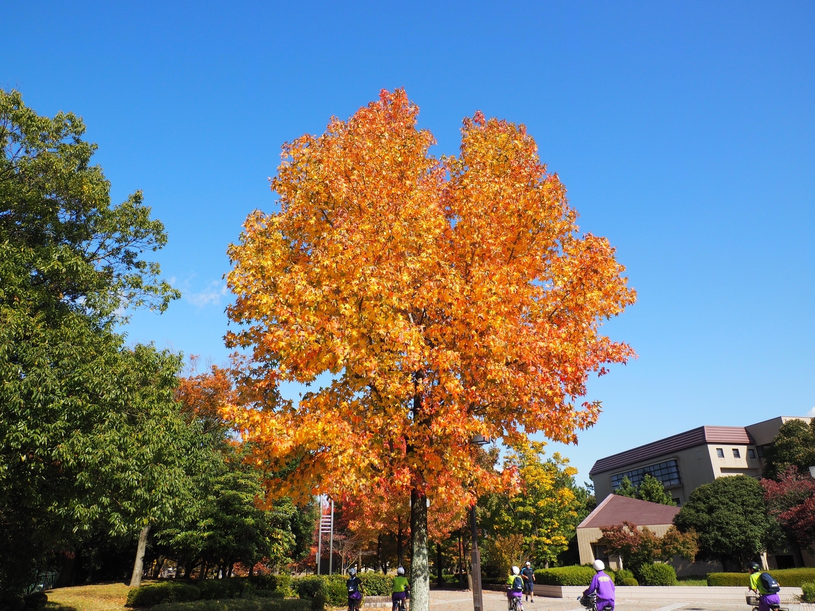 f:id:k10no3:20201103104532j:plain