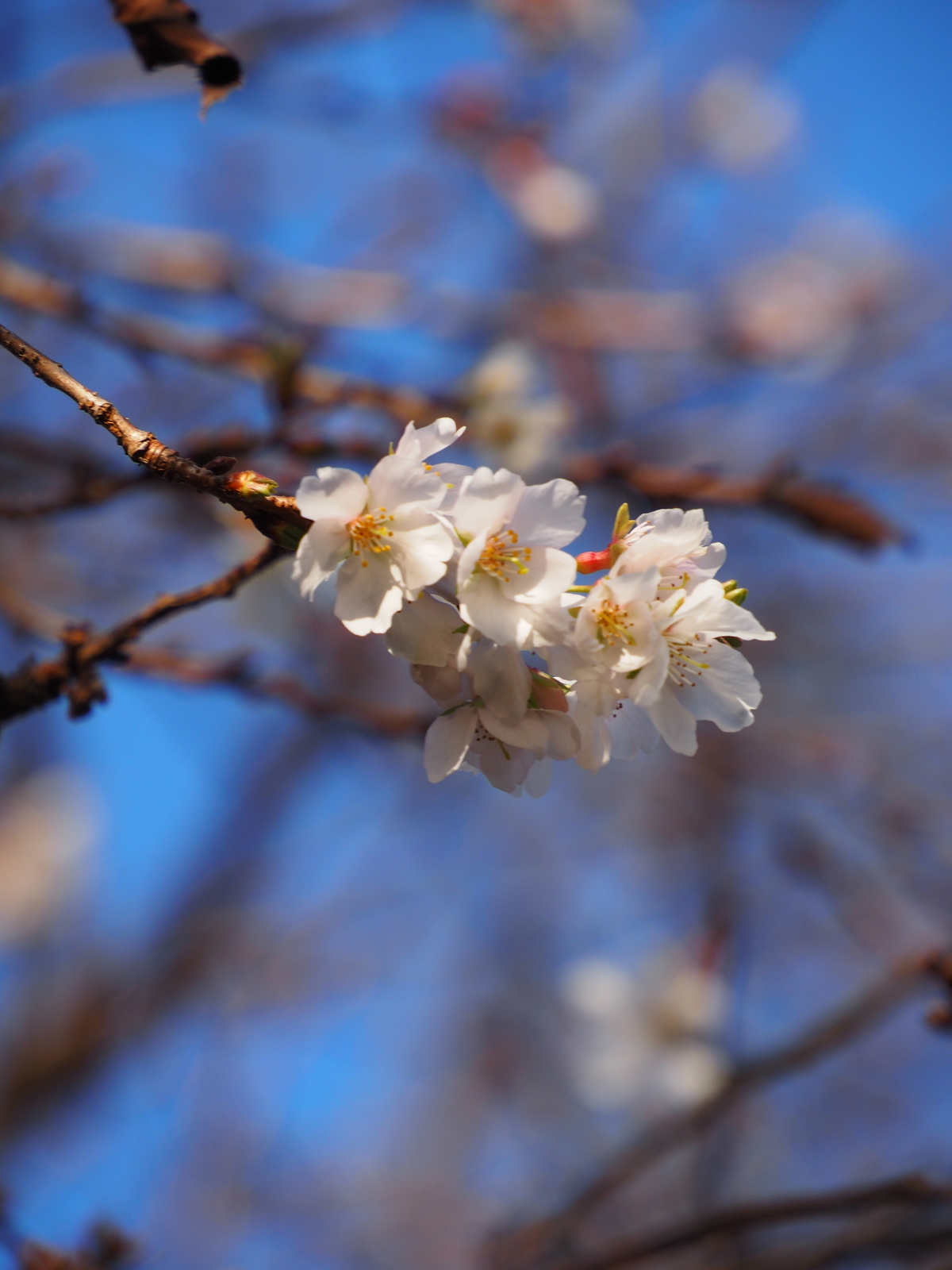 f:id:k10no3:20201114083832j:plain