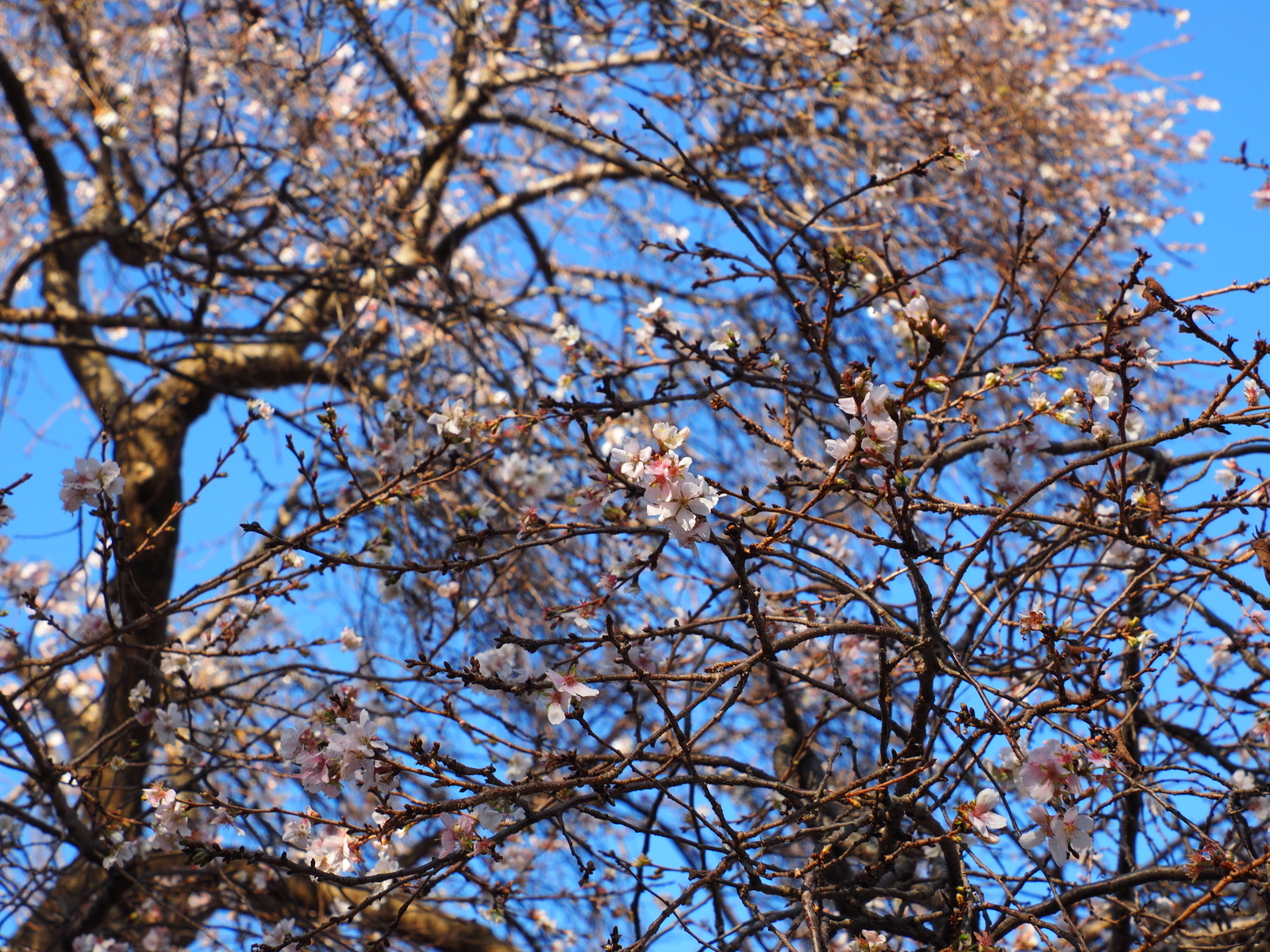 f:id:k10no3:20201122093252j:plain