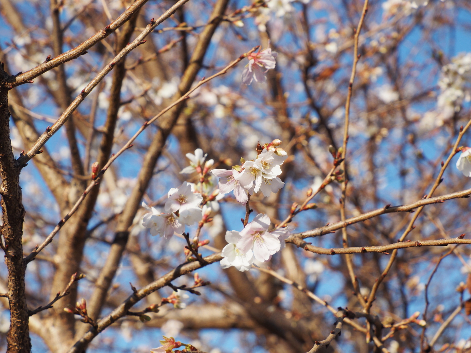 f:id:k10no3:20201206141846j:plain
