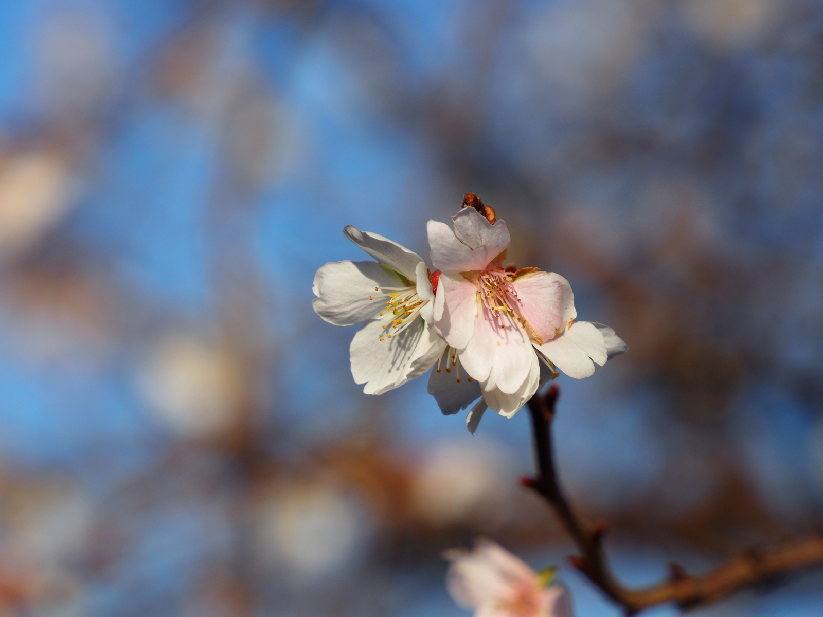f:id:k10no3:20201206141935j:plain