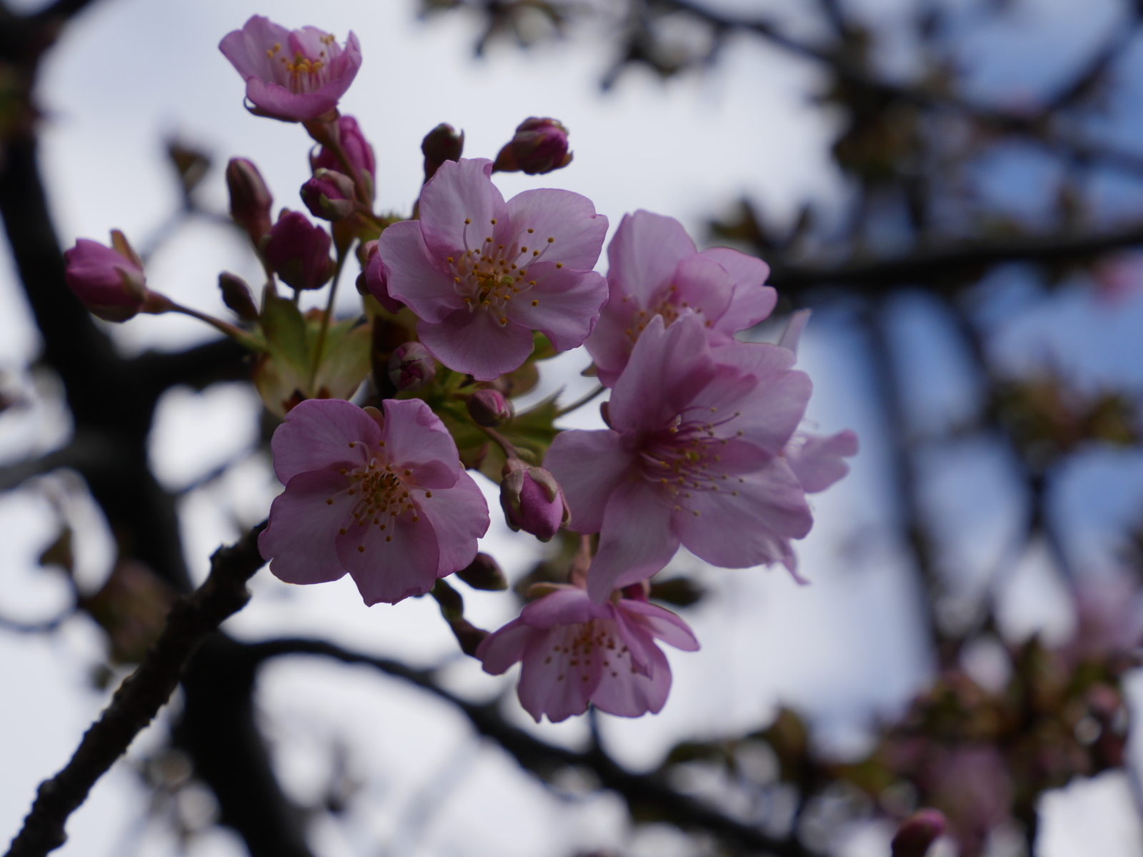 f:id:k10no3:20210227100714j:plain