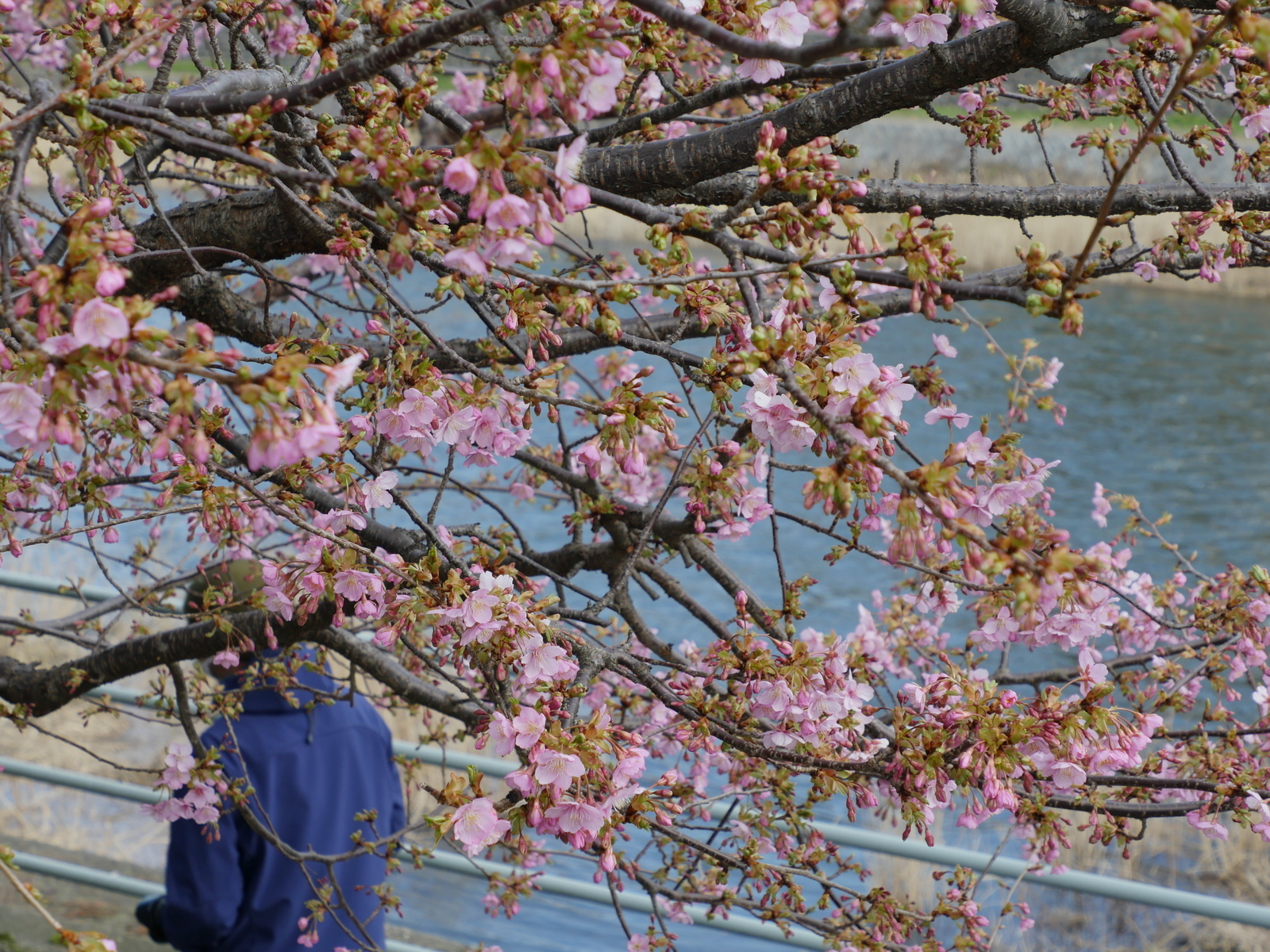 f:id:k10no3:20210227100826j:plain