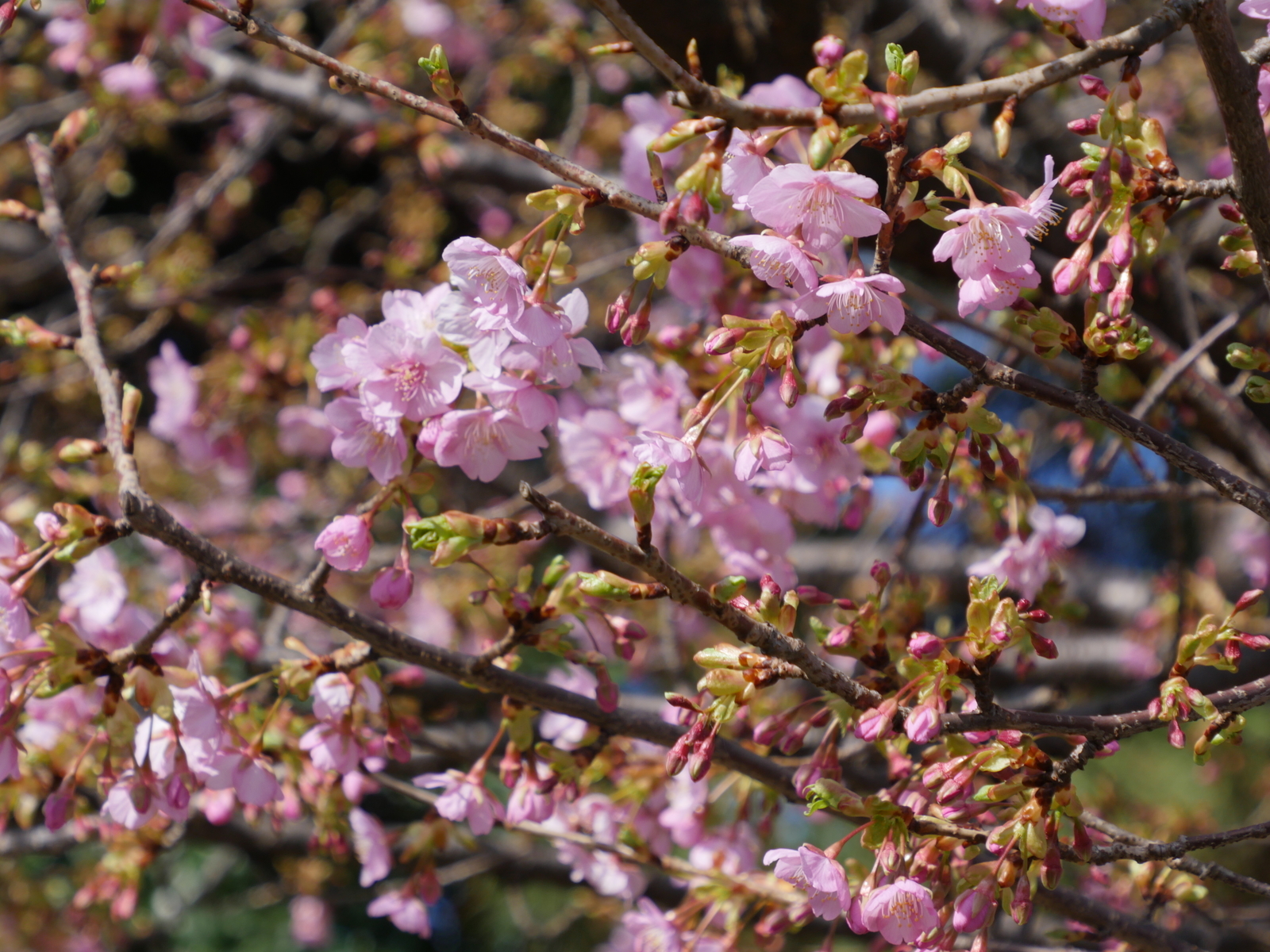 f:id:k10no3:20210227101029j:plain