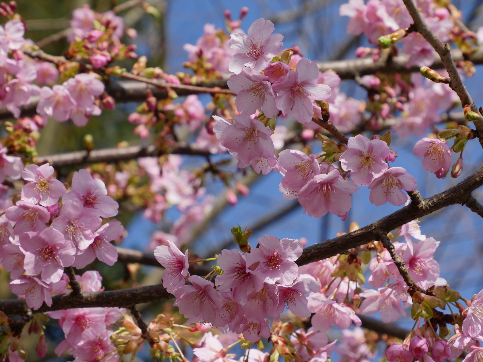 f:id:k10no3:20210227101126j:plain