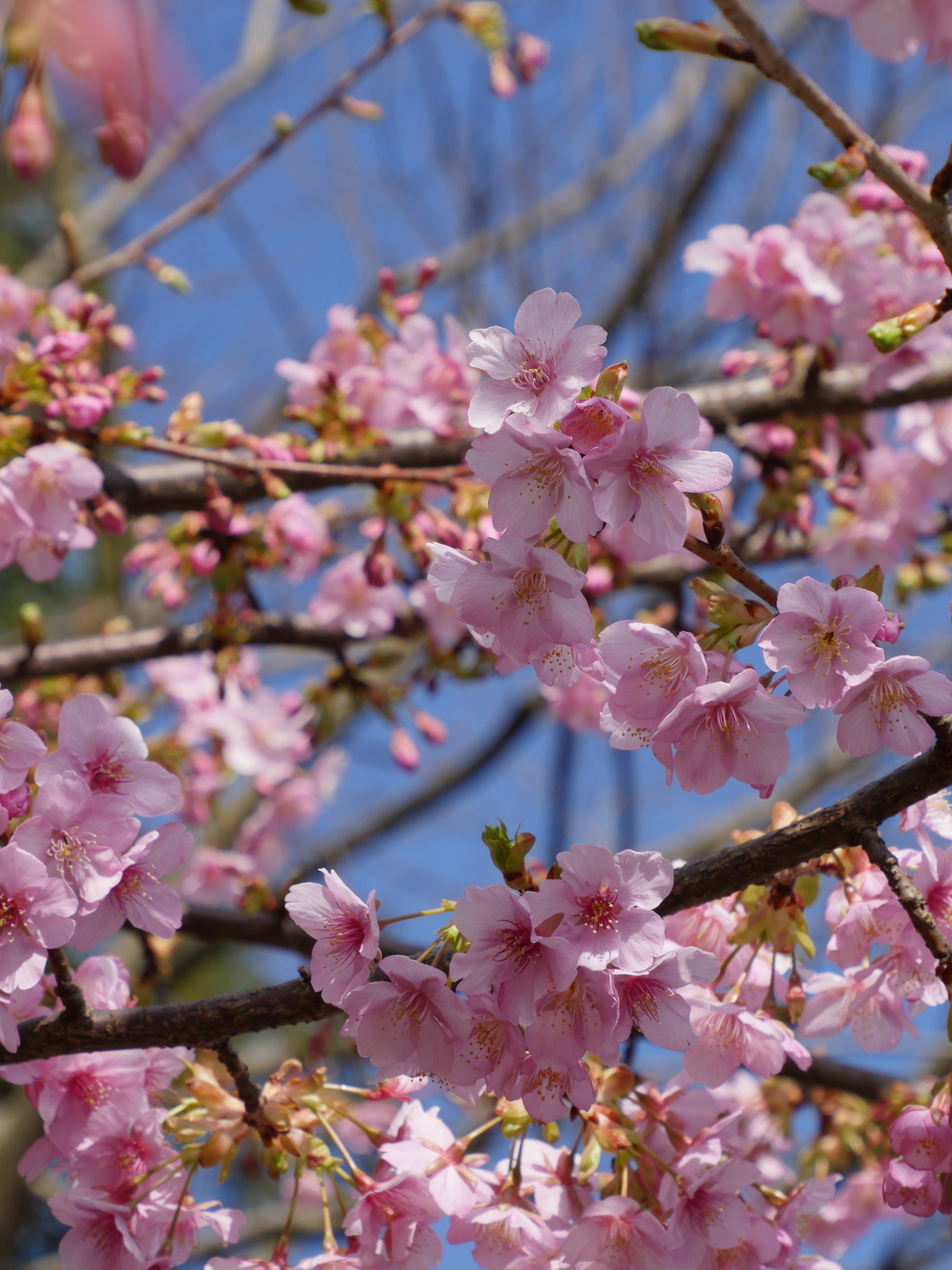 f:id:k10no3:20210227101130j:plain