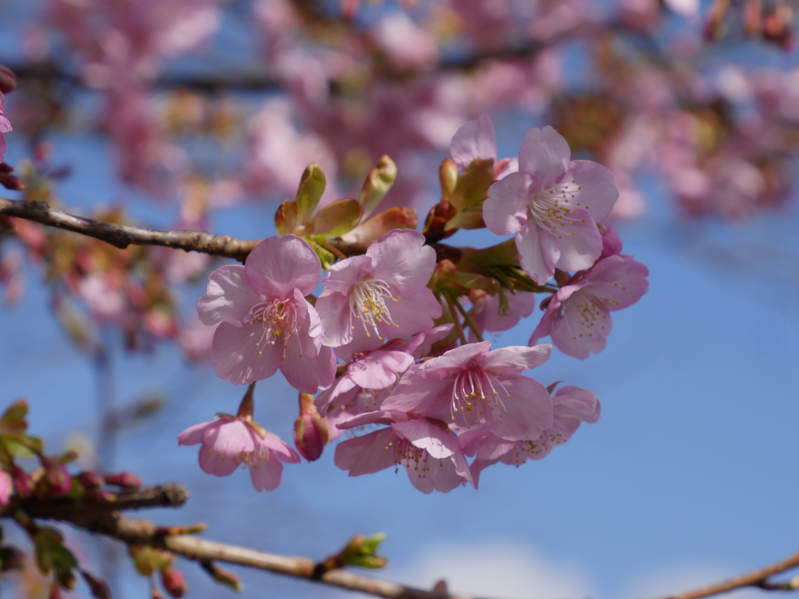 f:id:k10no3:20210227101139j:plain