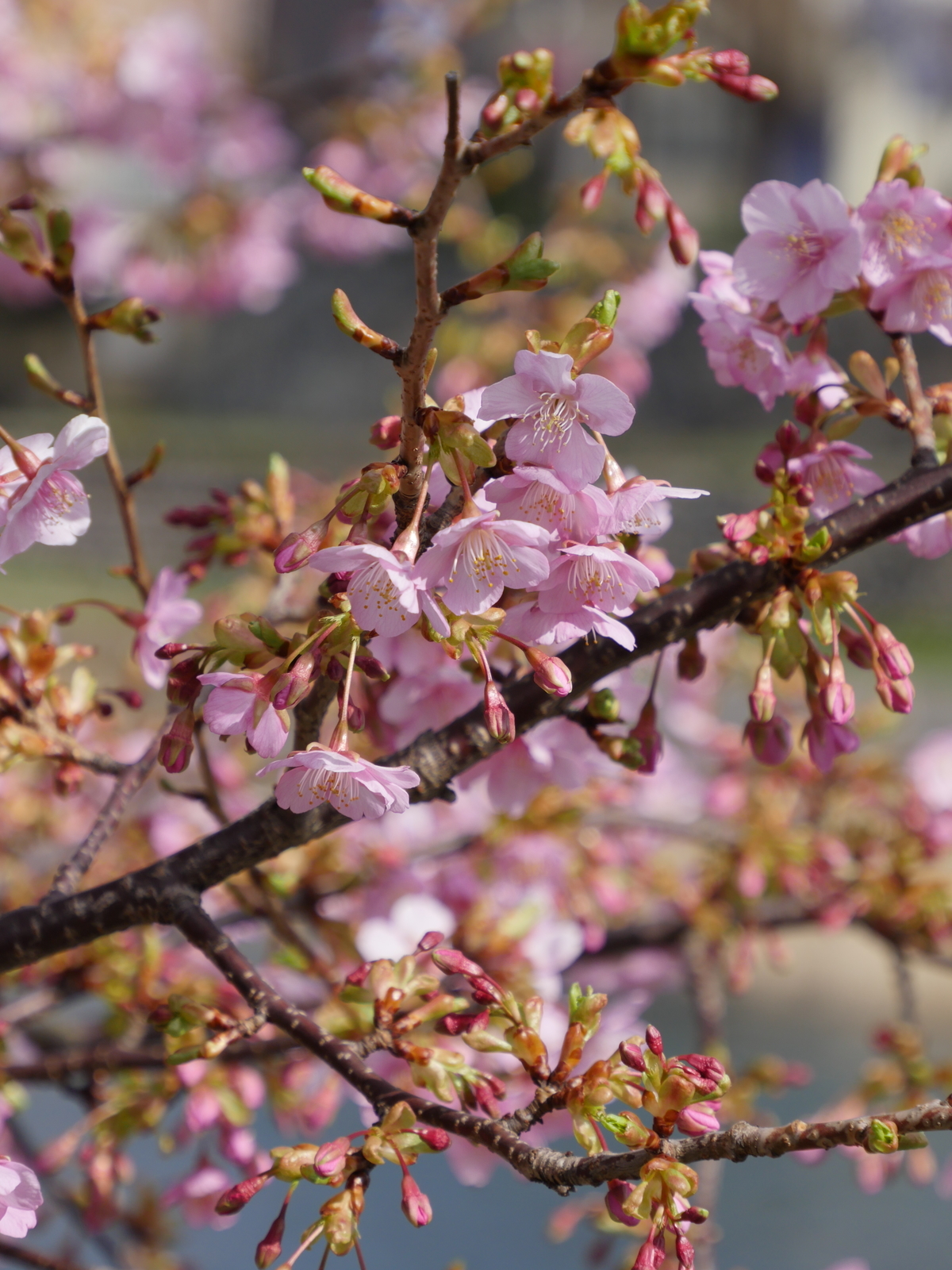 f:id:k10no3:20210227101556j:plain