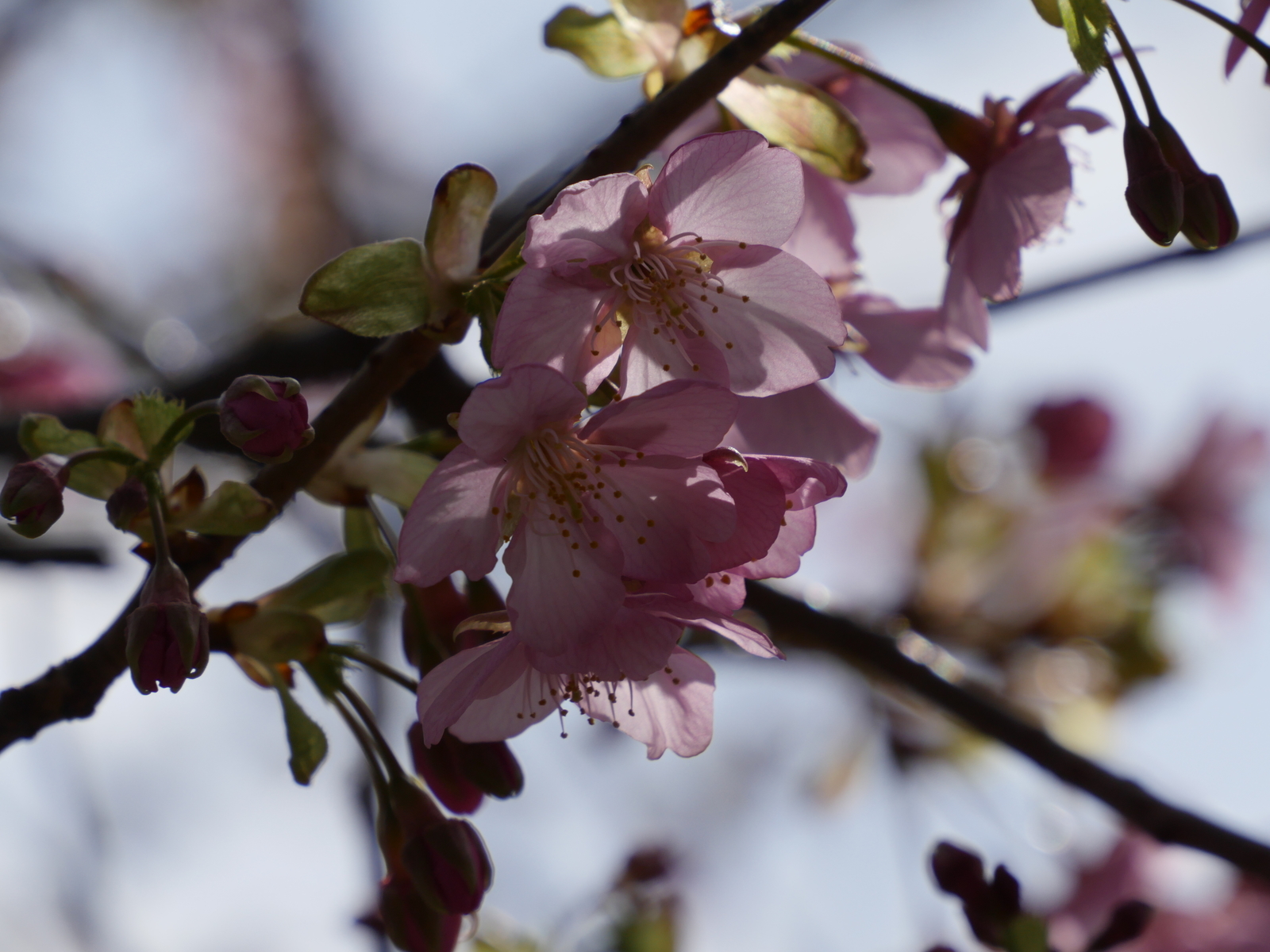 f:id:k10no3:20210227101620j:plain