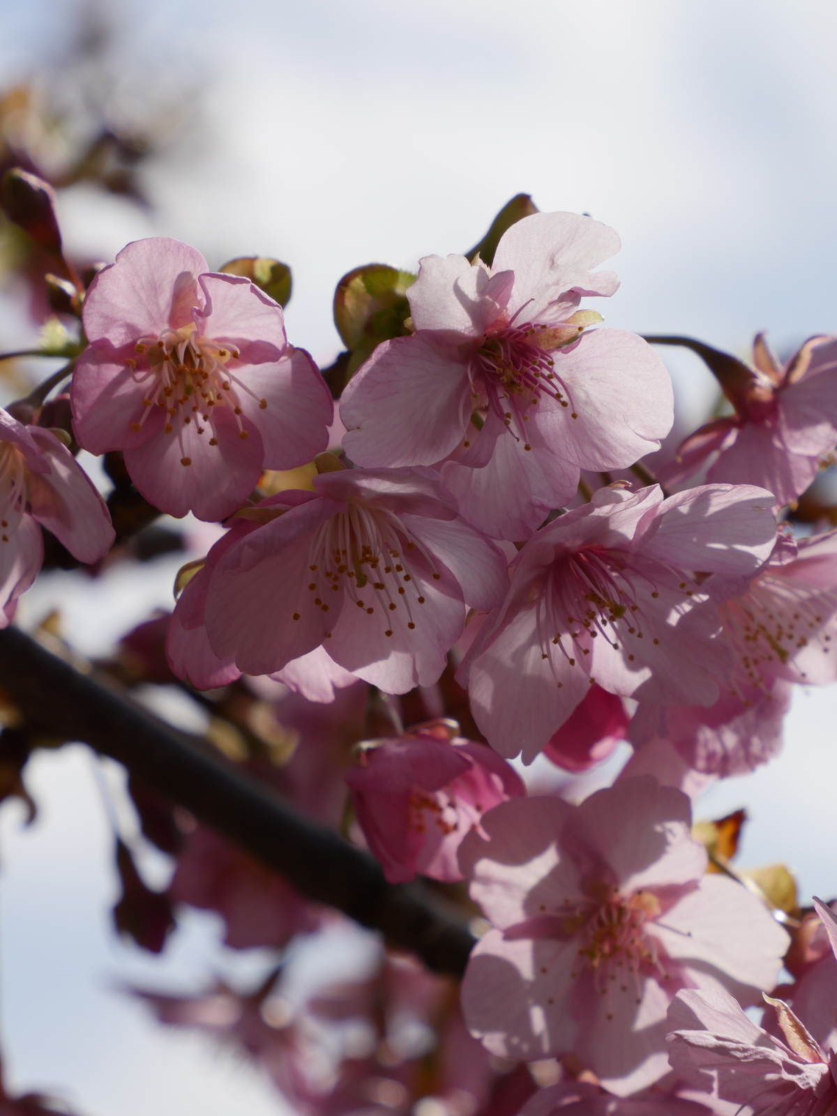 f:id:k10no3:20210227101707j:plain