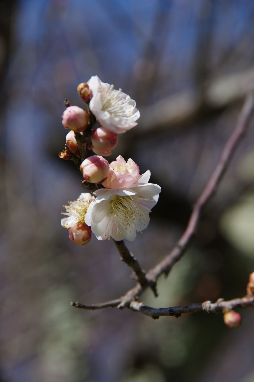 f:id:k10no3:20210228121112j:plain