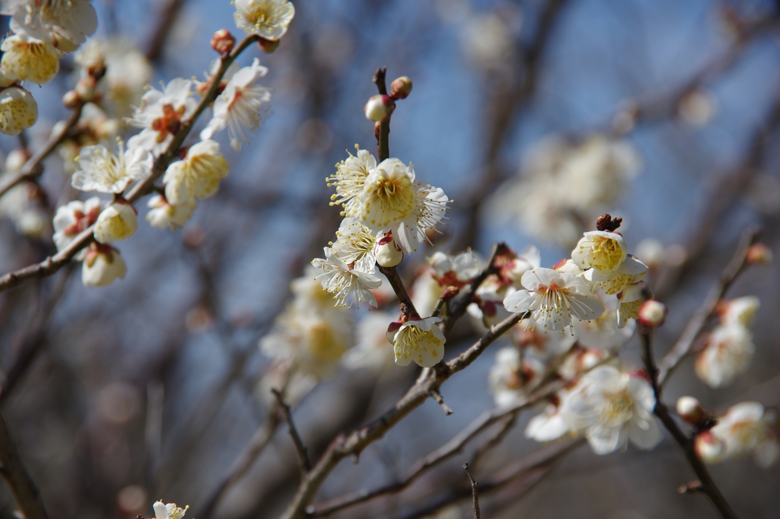 f:id:k10no3:20210228121426j:plain