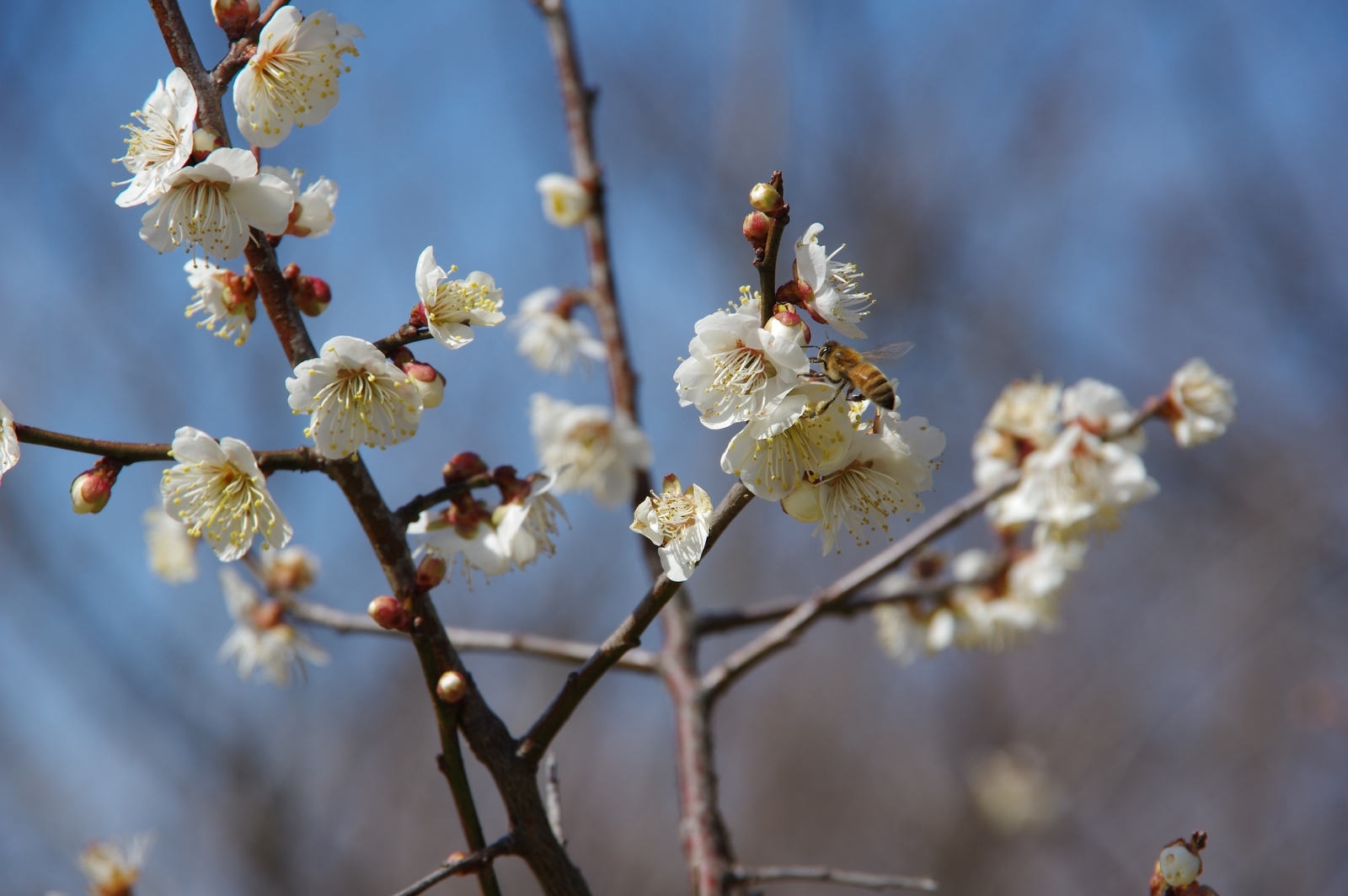 f:id:k10no3:20210228121451j:plain