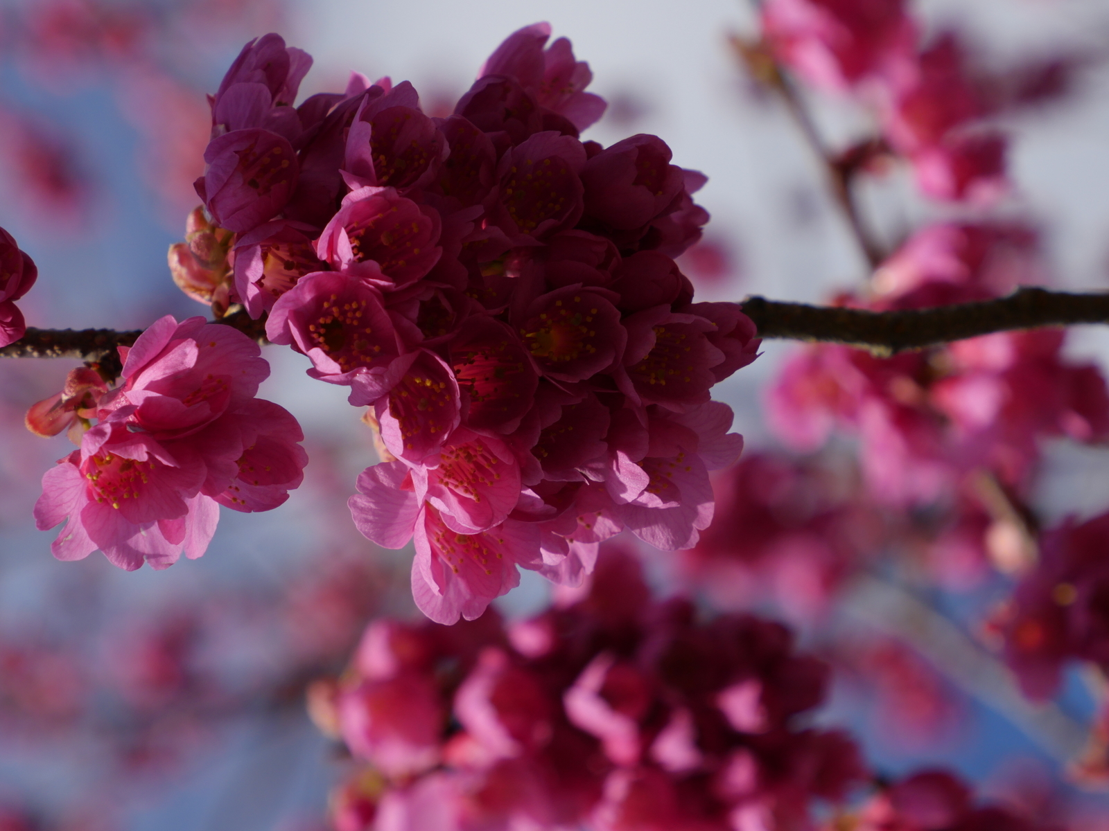 f:id:k10no3:20210314091630j:plain