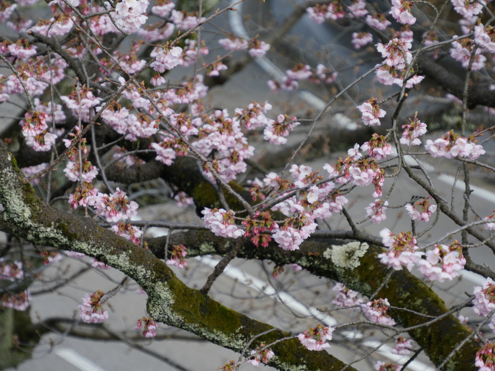 f:id:k10no3:20210314094220j:plain