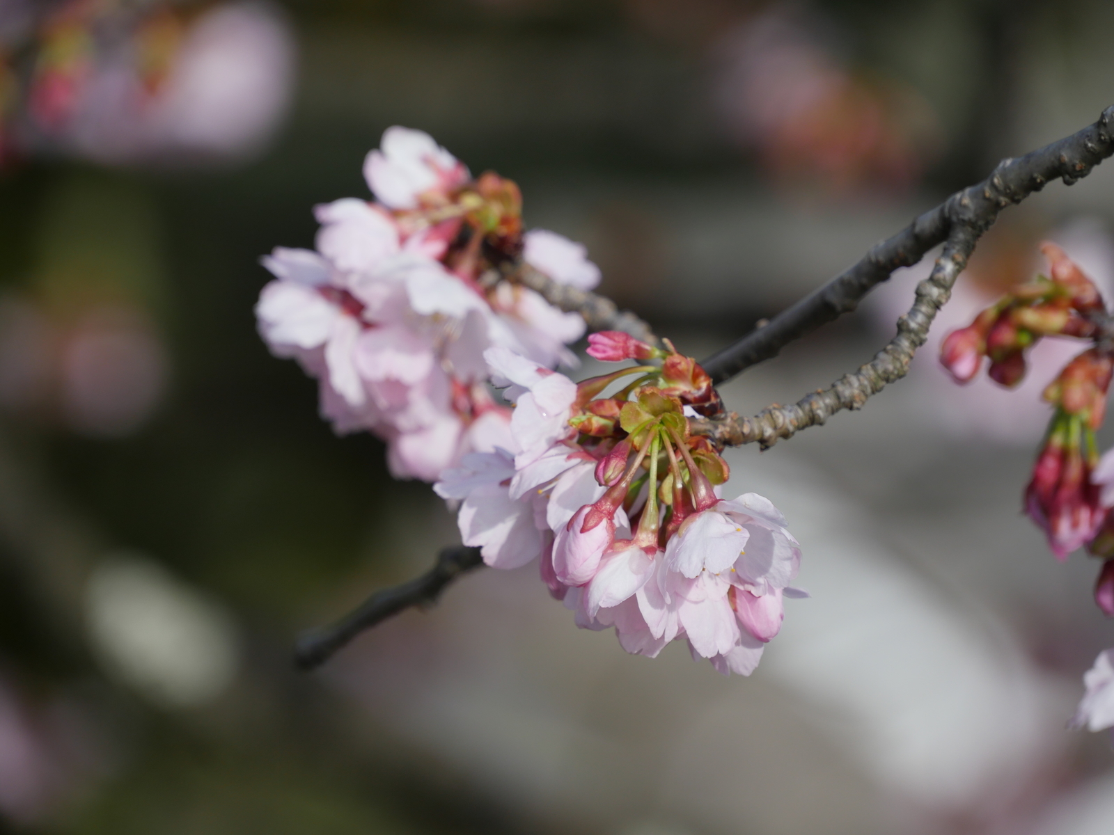 f:id:k10no3:20210314094435j:plain