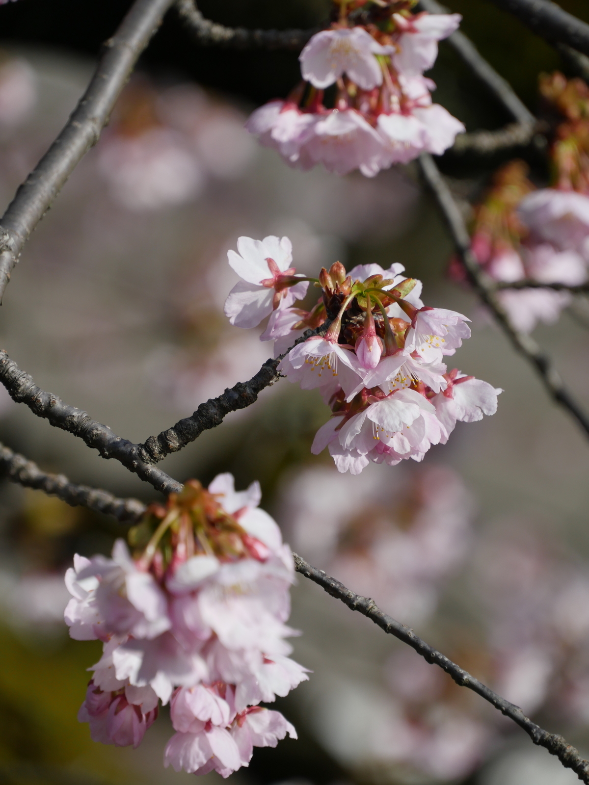 f:id:k10no3:20210314094450j:plain