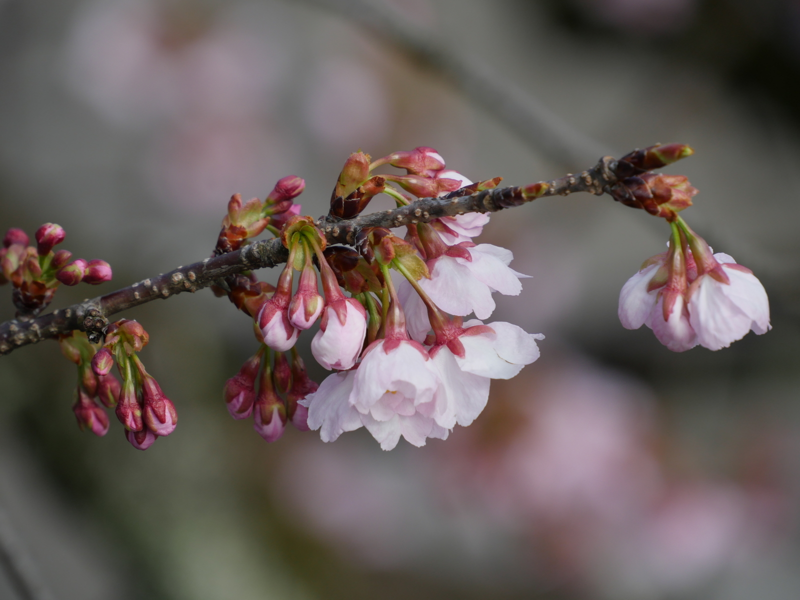 f:id:k10no3:20210314094533j:plain