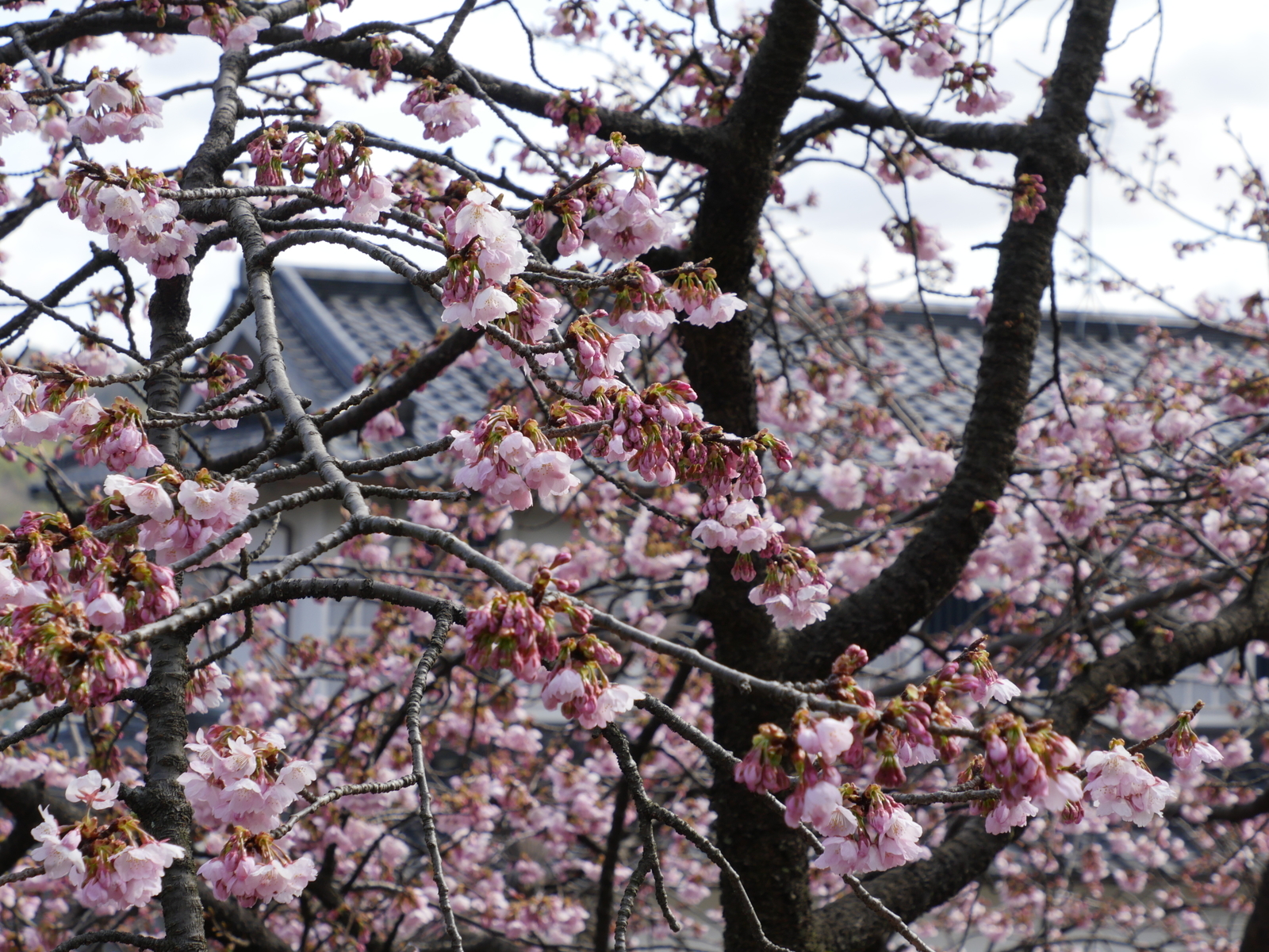 f:id:k10no3:20210314094643j:plain