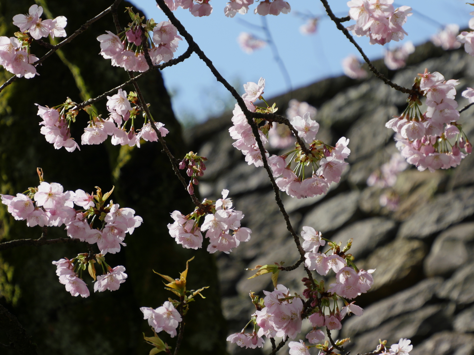 f:id:k10no3:20210314094901j:plain