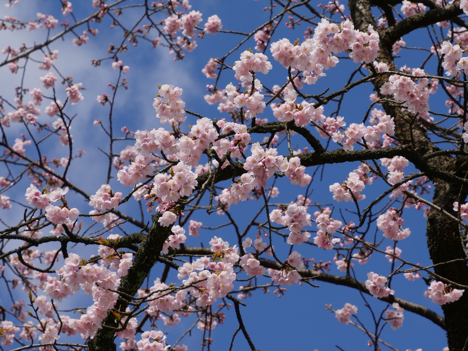 f:id:k10no3:20210314095044j:plain