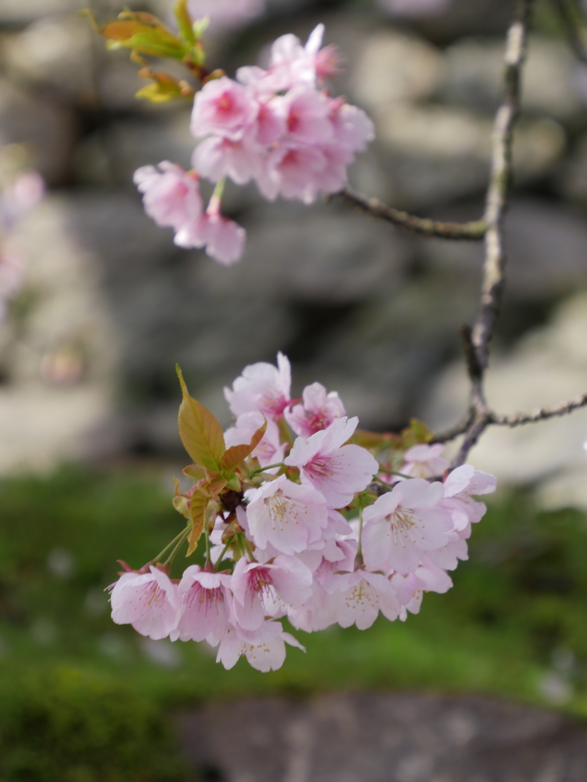 f:id:k10no3:20210320082021j:plain