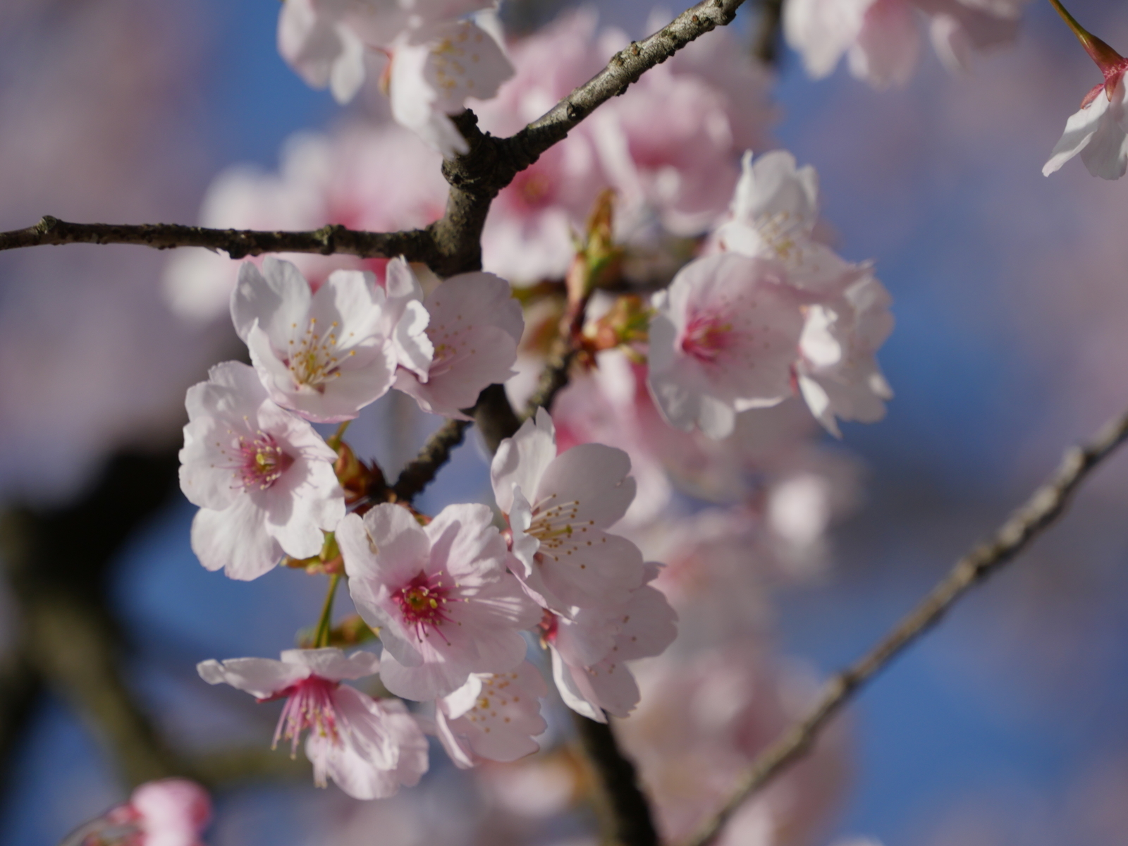 f:id:k10no3:20210320082227j:plain