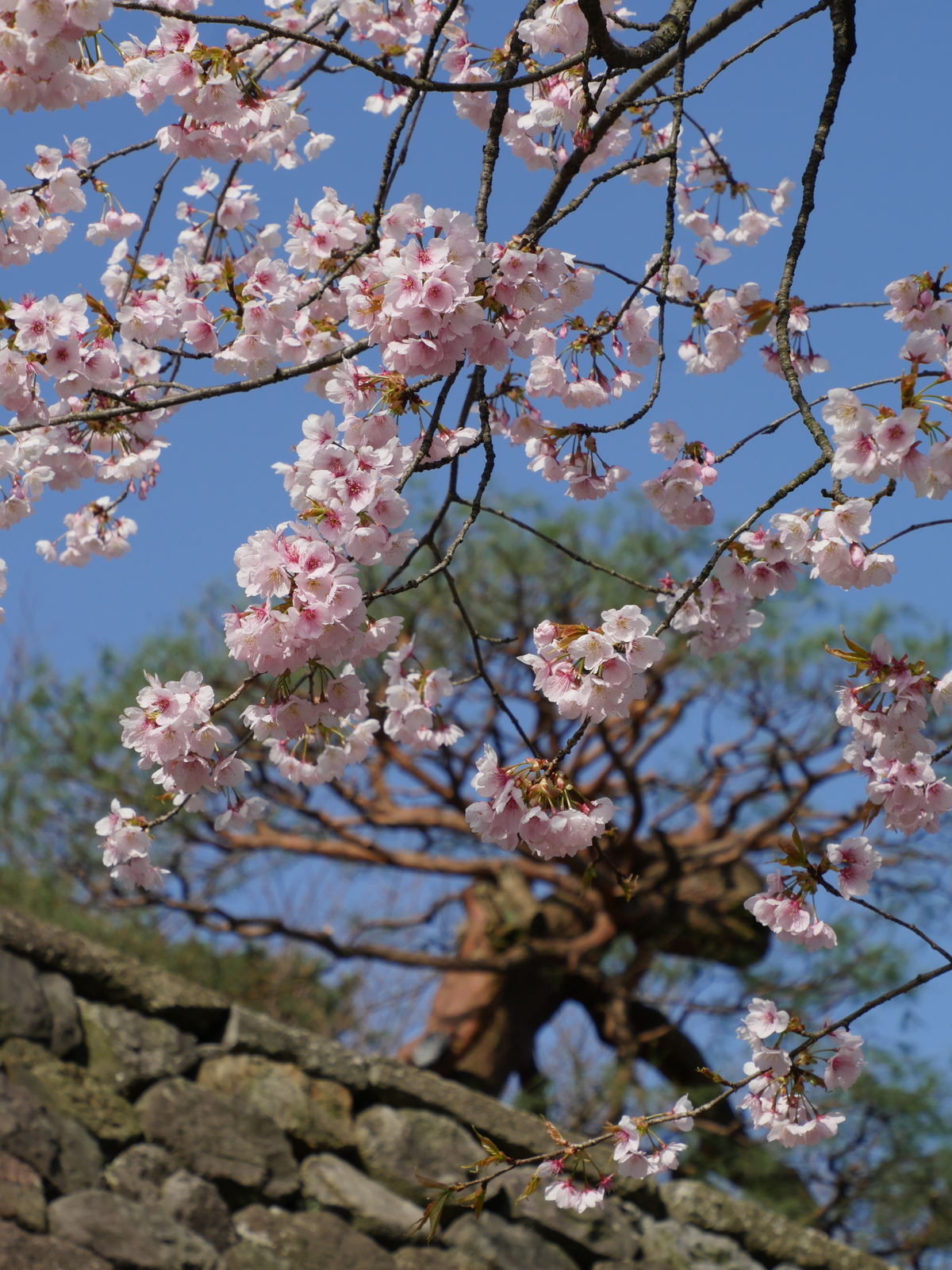 f:id:k10no3:20210320082246j:plain