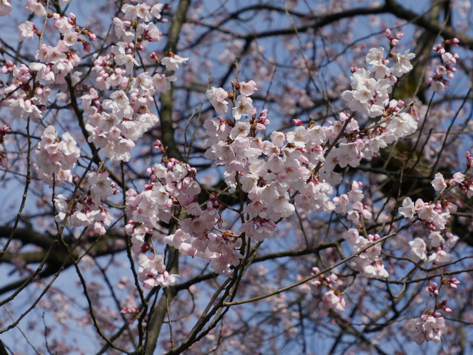 f:id:k10no3:20210320083332j:plain