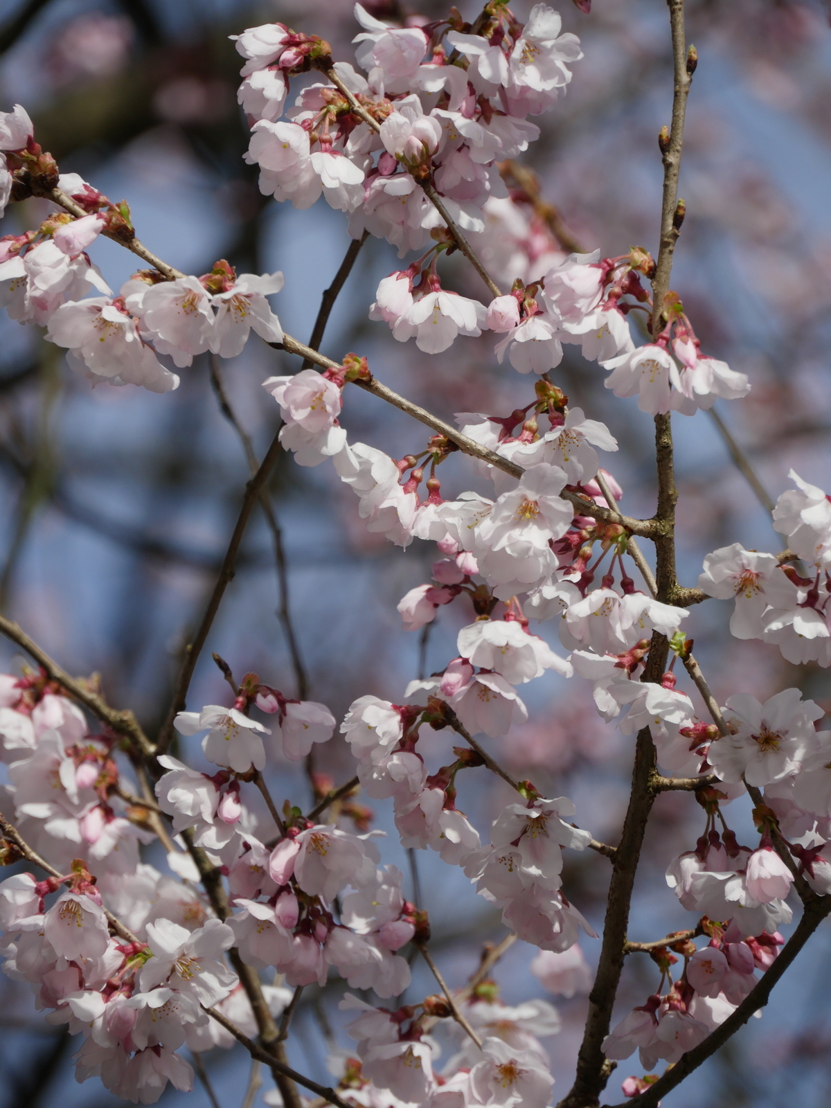 f:id:k10no3:20210320083559j:plain