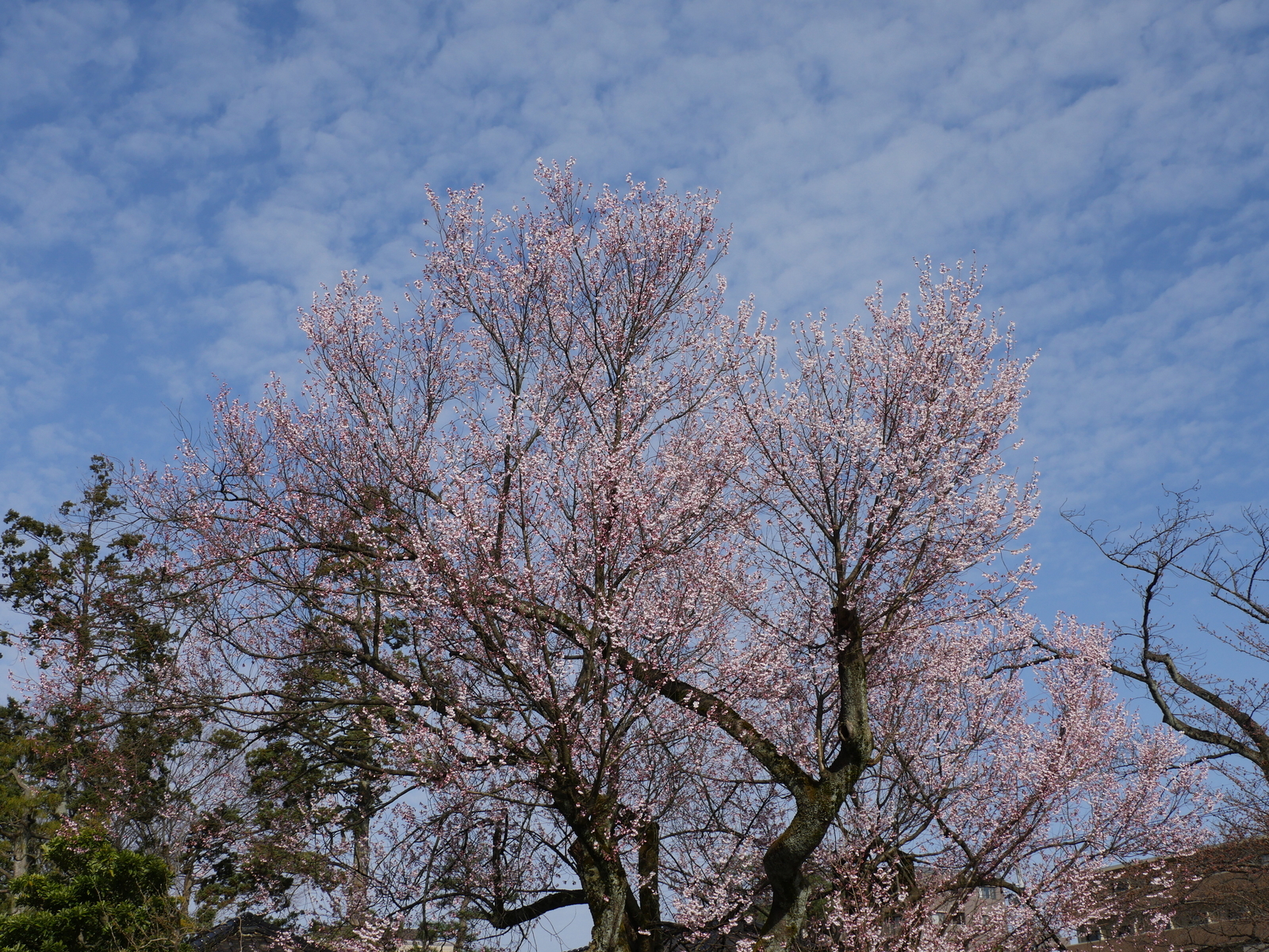 f:id:k10no3:20210320083710j:plain