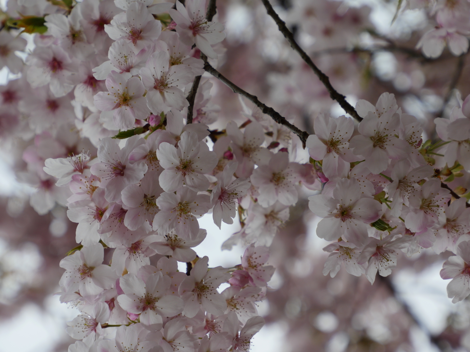 f:id:k10no3:20210320103504j:plain