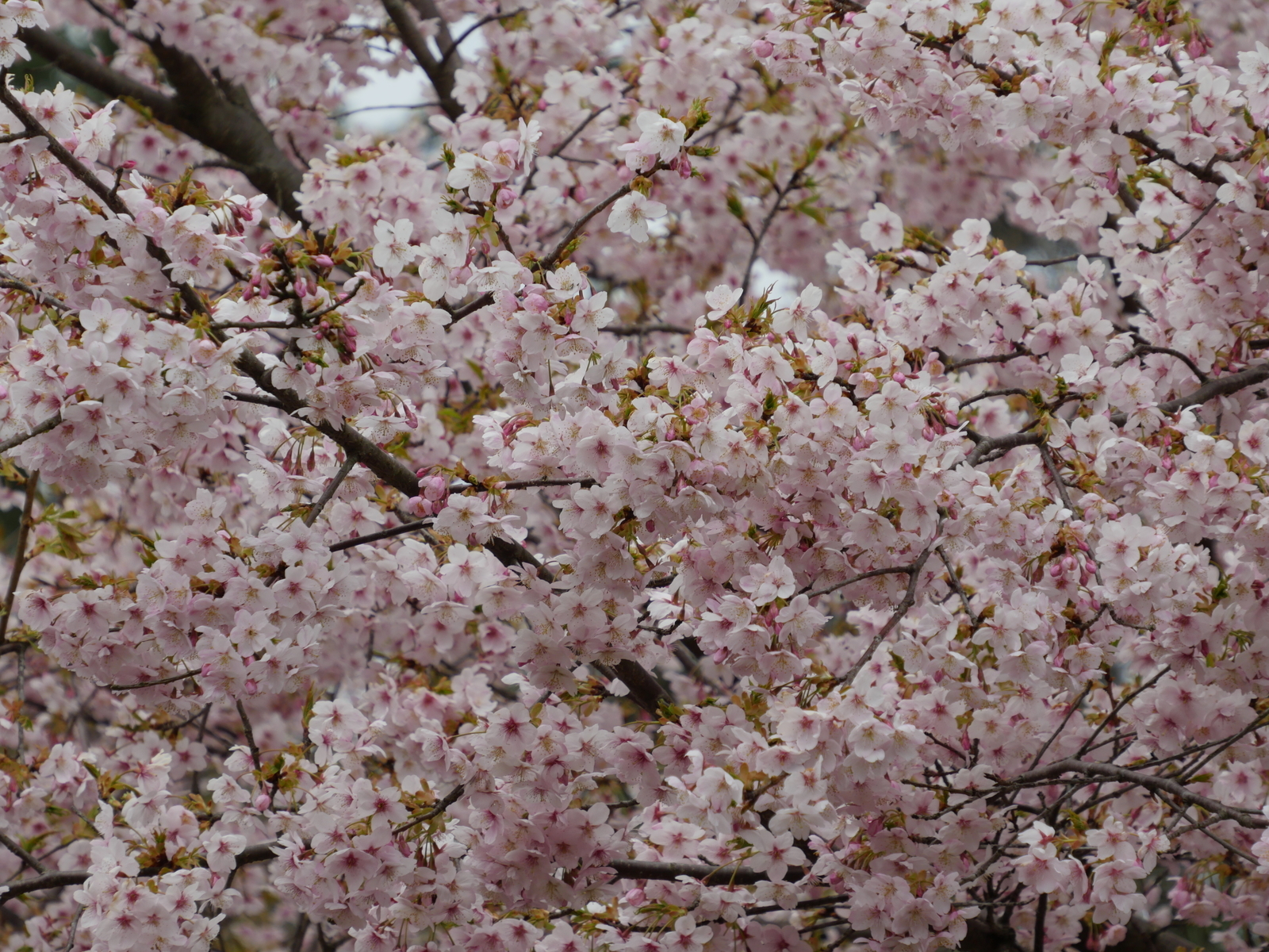 f:id:k10no3:20210320103713j:plain