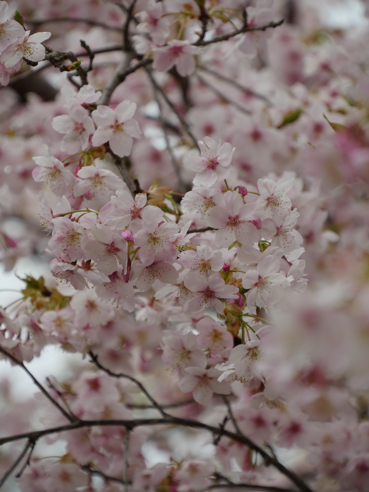 f:id:k10no3:20210320103755j:plain