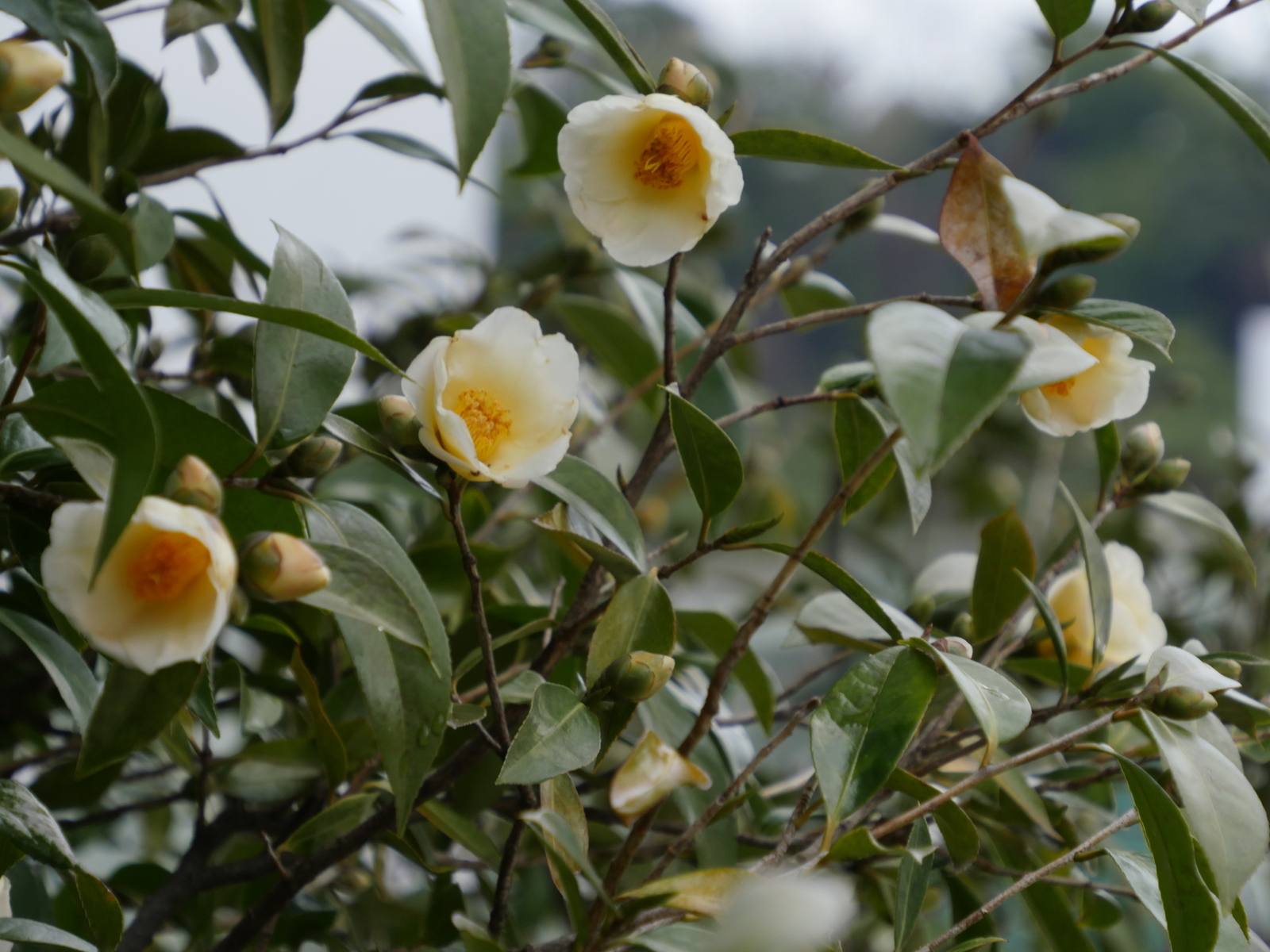 金鏡　きんきょう　椿 楽天市場】斑入り椿「金世界」（ツバキキンセカイ）5.5号苗（g04-1