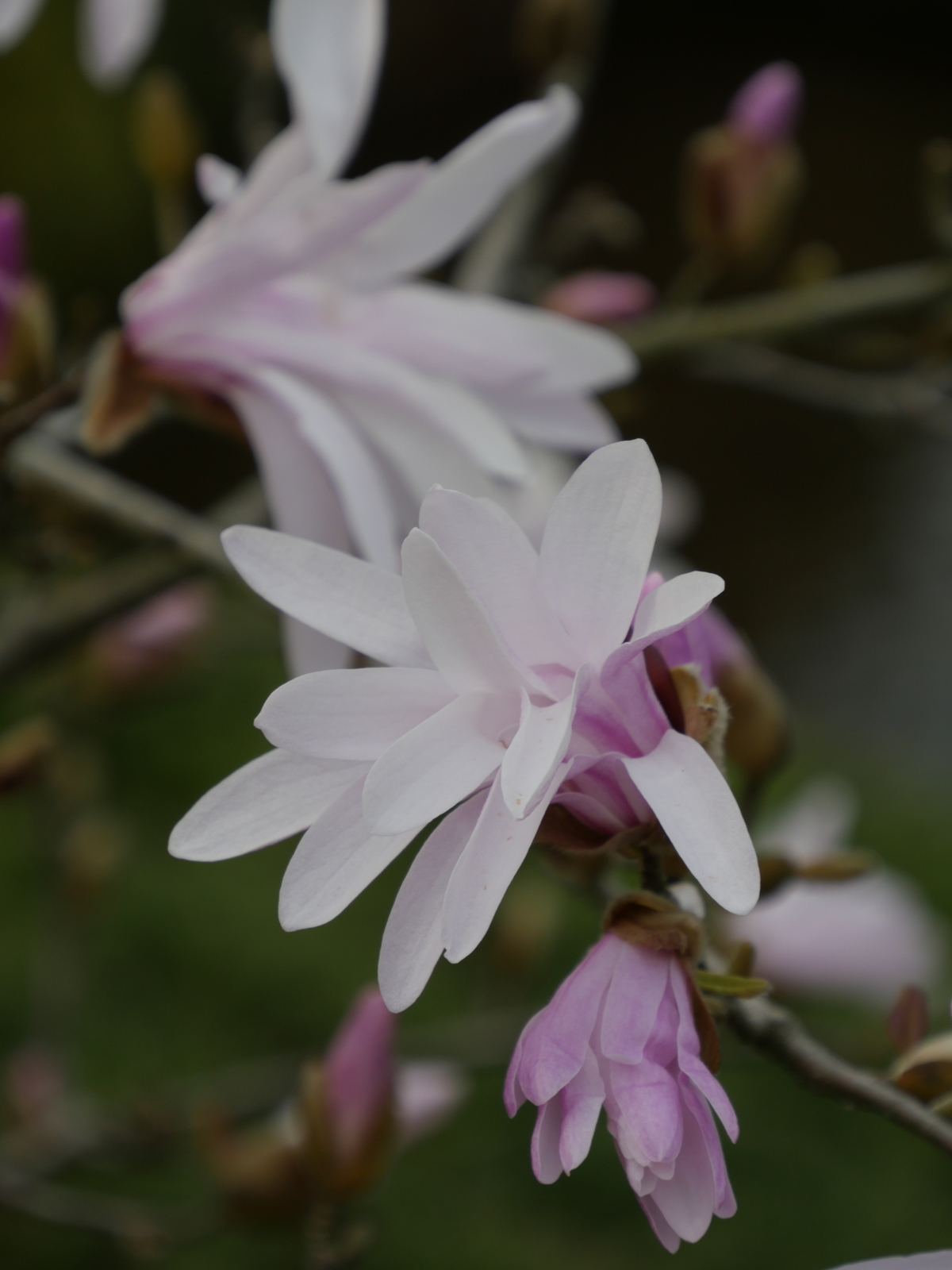 f:id:k10no3:20210327075627j:plain
