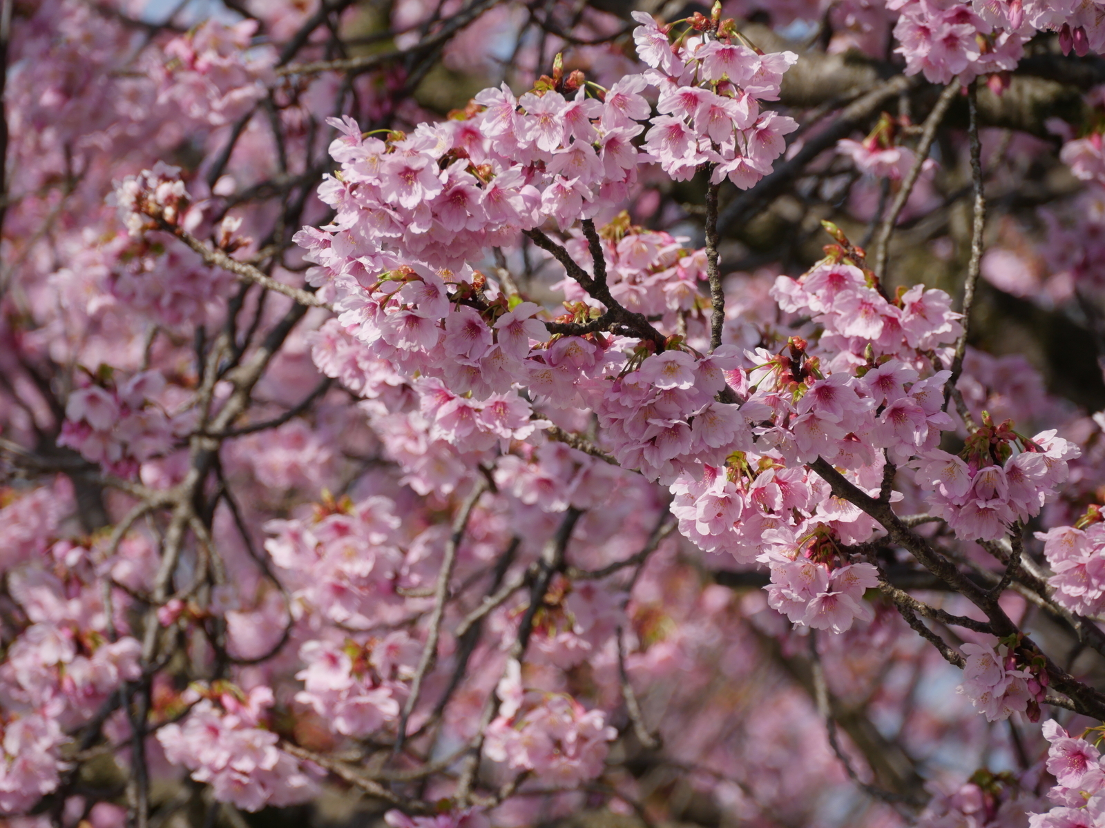 f:id:k10no3:20210327092834j:plain