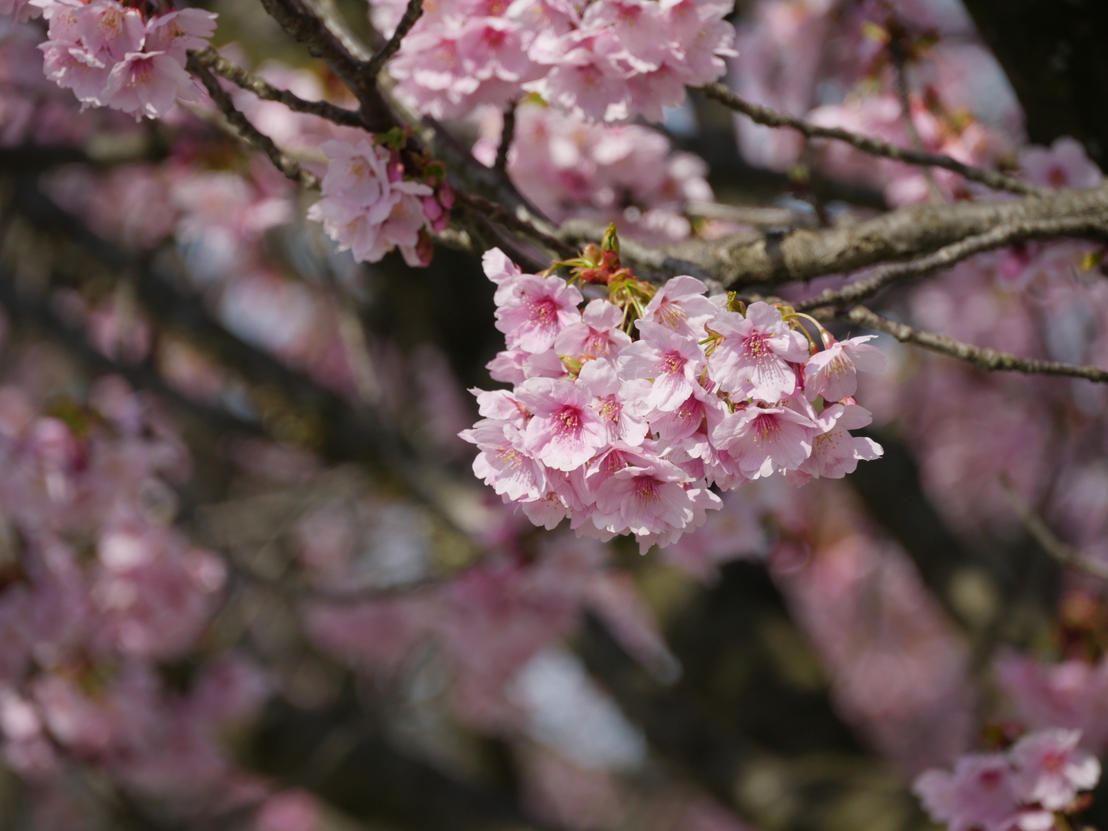 f:id:k10no3:20210327092853j:plain