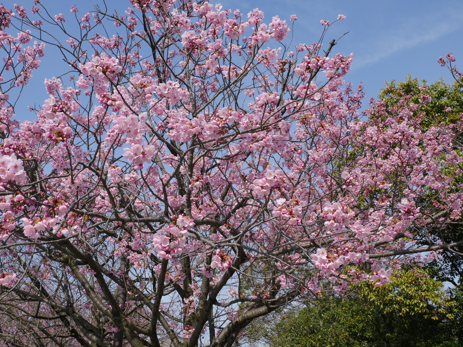 f:id:k10no3:20210327092917j:plain