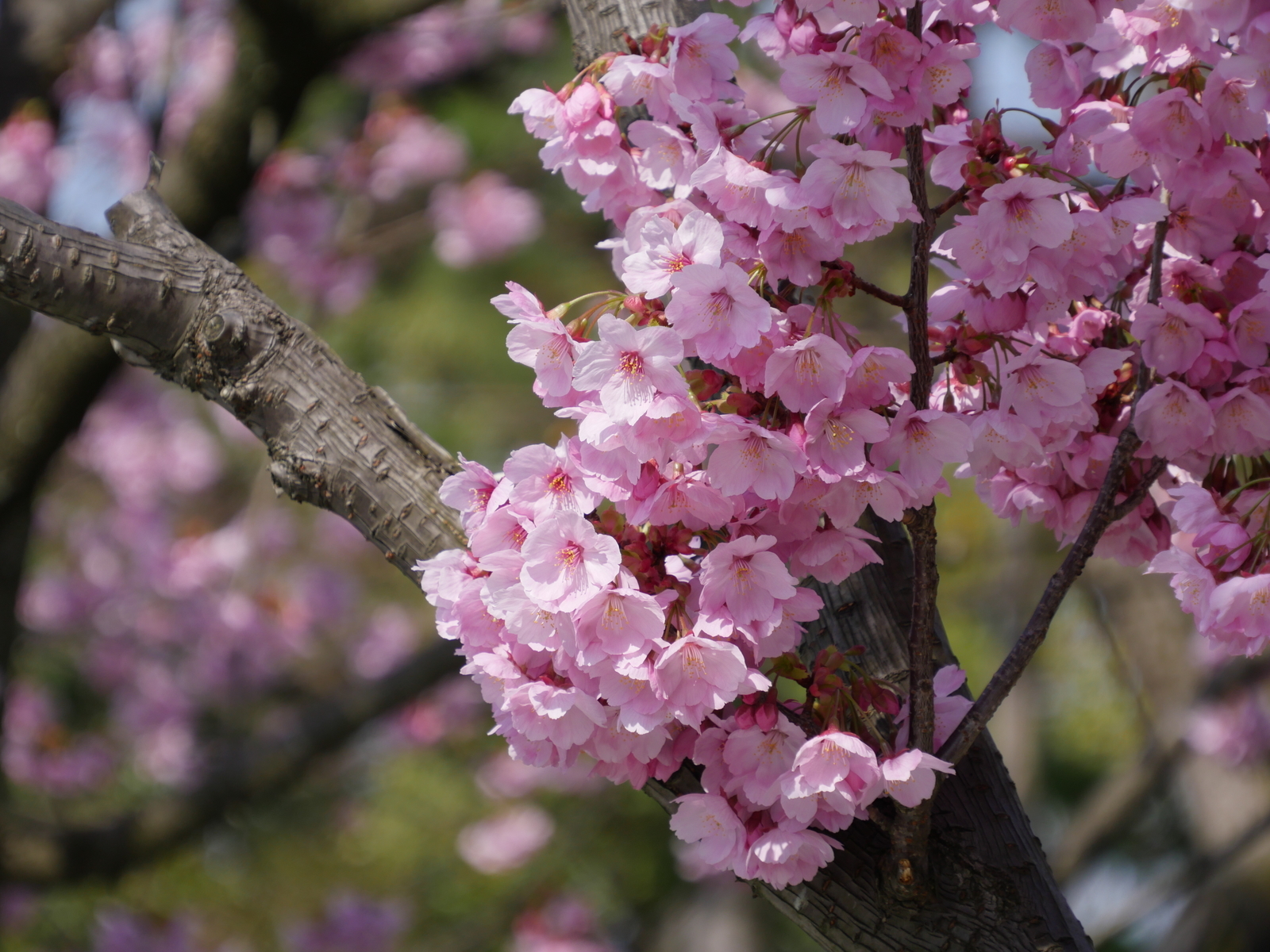 f:id:k10no3:20210327093056j:plain