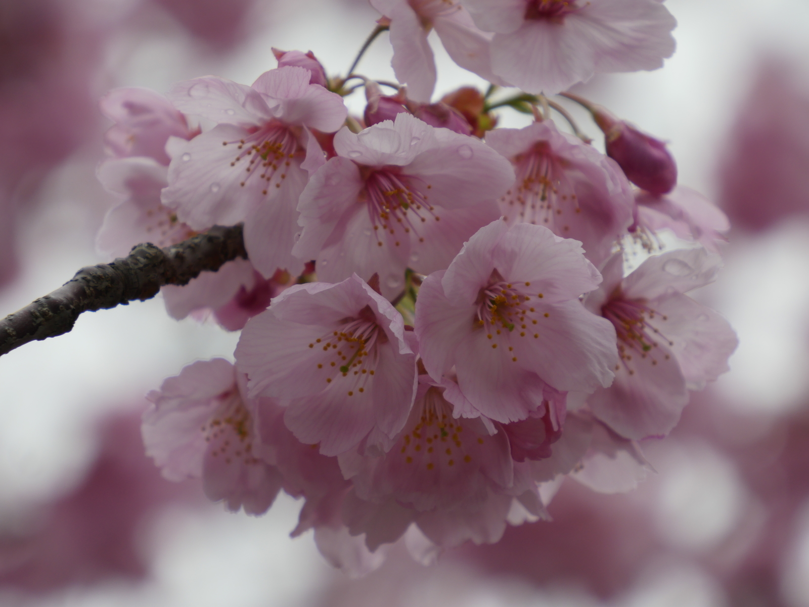 f:id:k10no3:20210328141149j:plain
