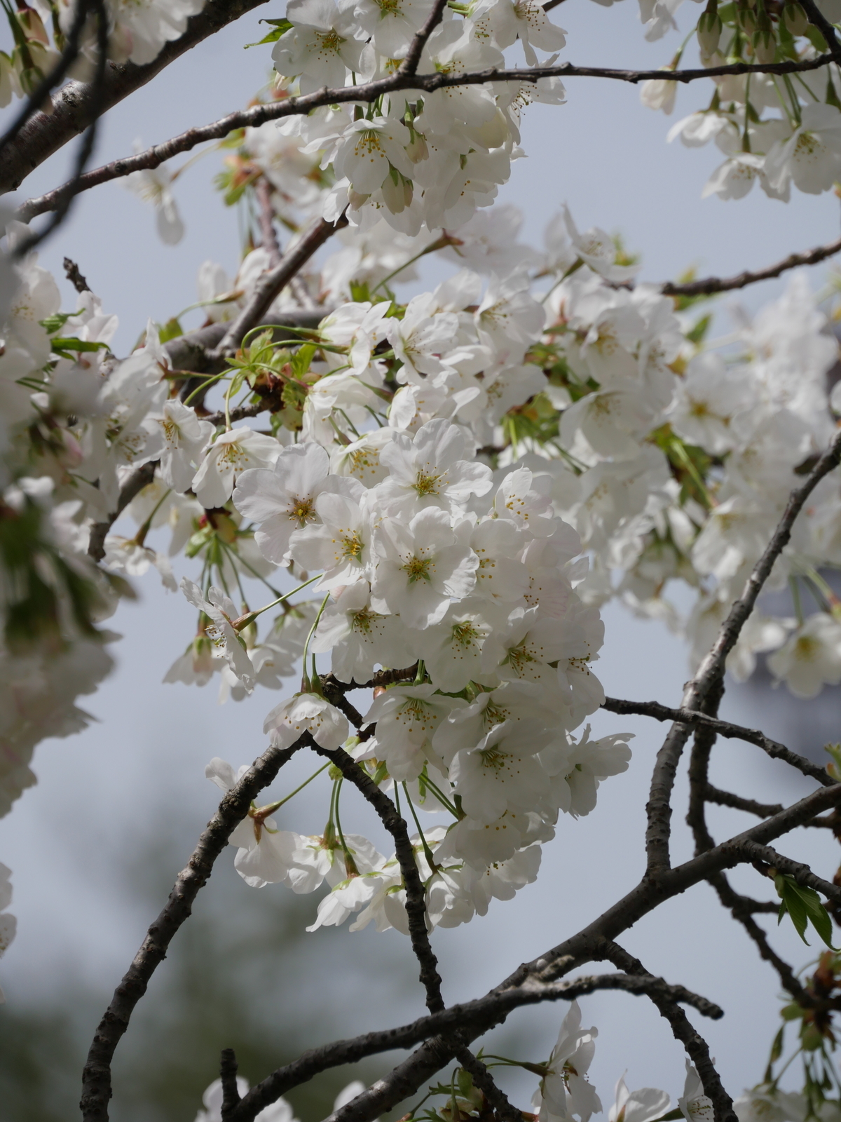 f:id:k10no3:20210329122538j:plain