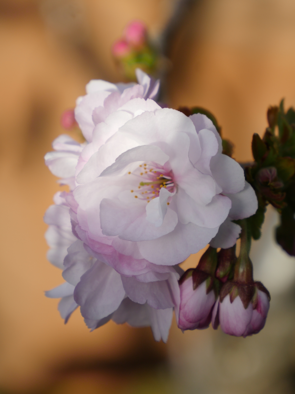 f:id:k10no3:20210331074025j:plain
