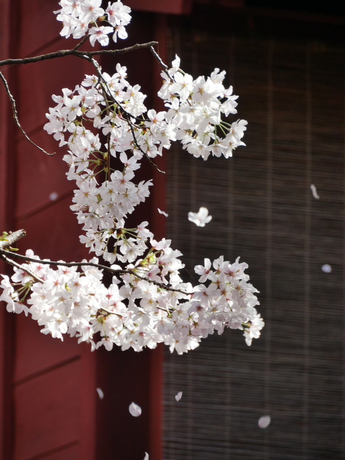 f:id:k10no3:20210331085745j:plain