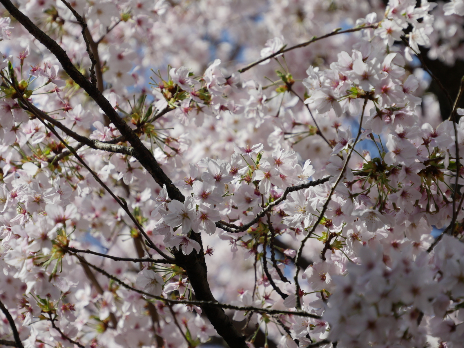 f:id:k10no3:20210331085856j:plain